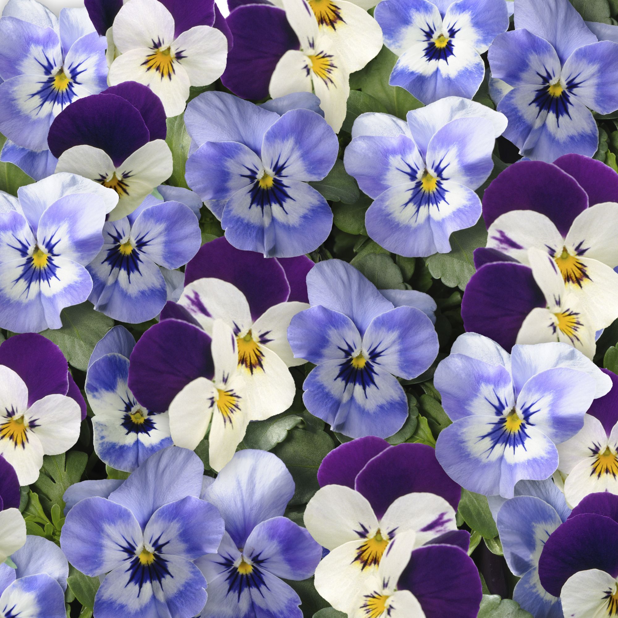 9 cell Viola Autumn Bedding plant, Pack of 4
