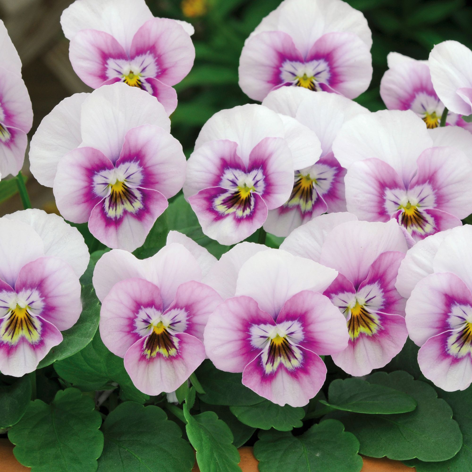 9 cell Viola Autumn Bedding plant, Pack of 4
