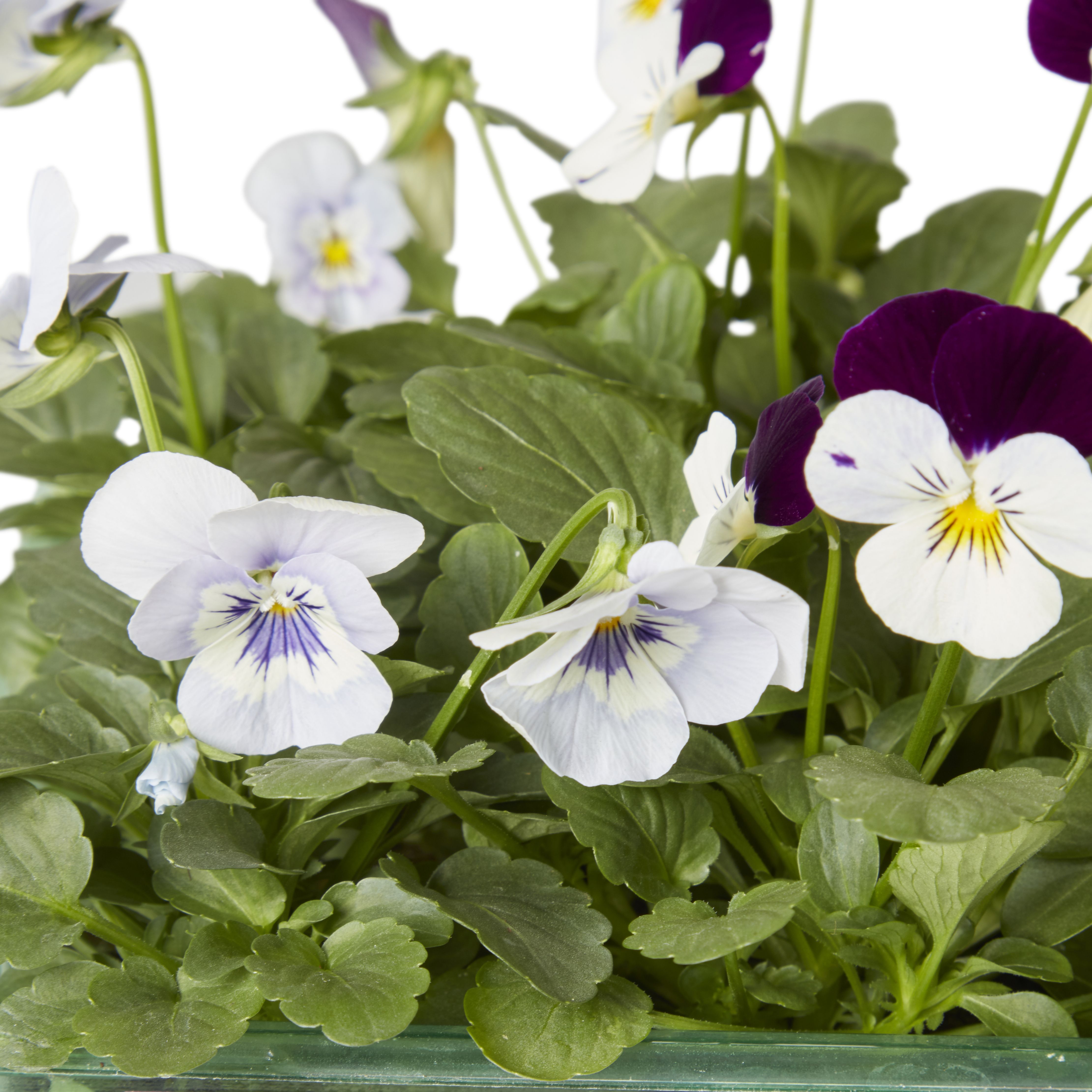 9 cell Viola Autumn Bedding plant, Pack of 4