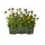 9 cell Viola Autumn Bedding plant, Pack of 4