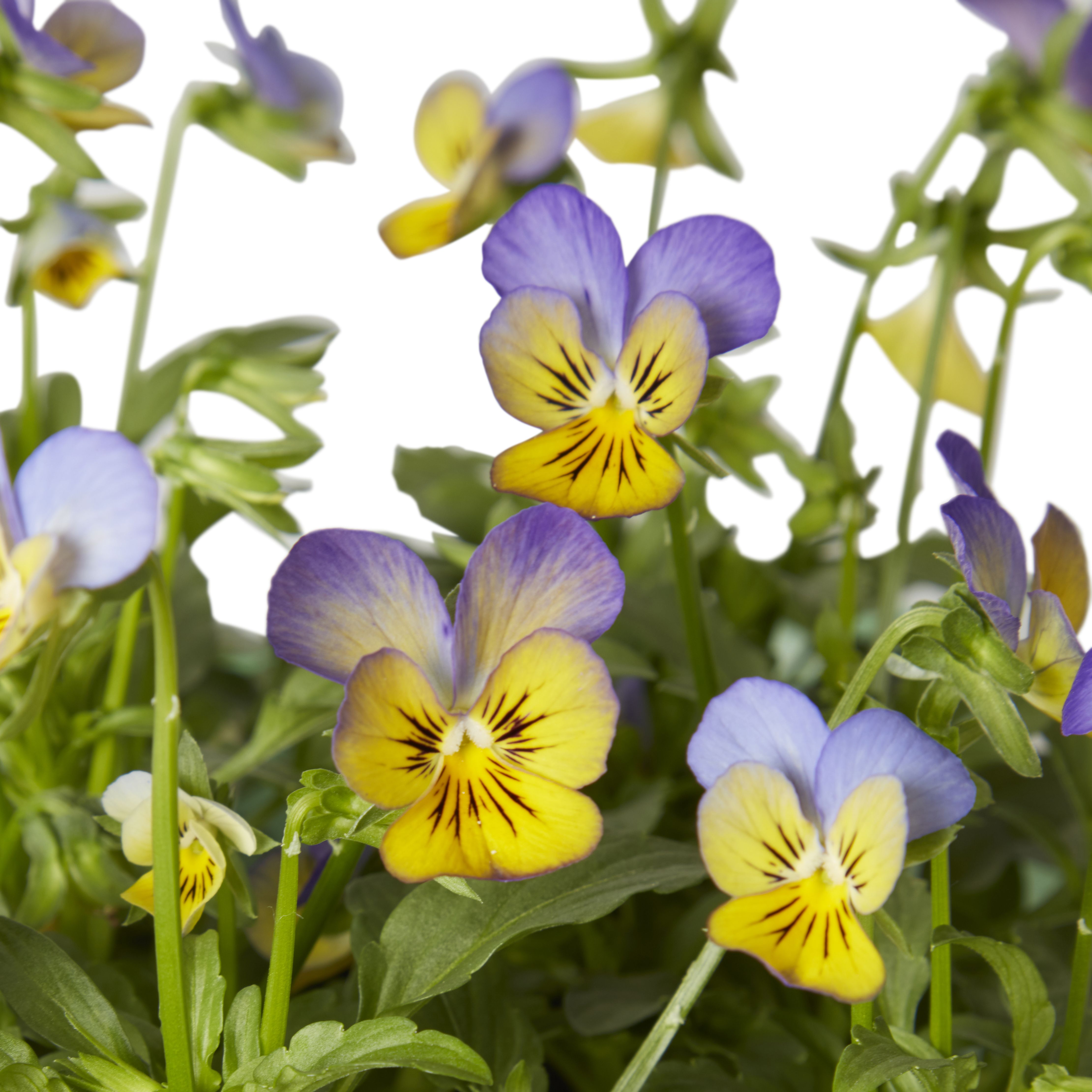 9 cell Viola Autumn Bedding plant, Pack of 4