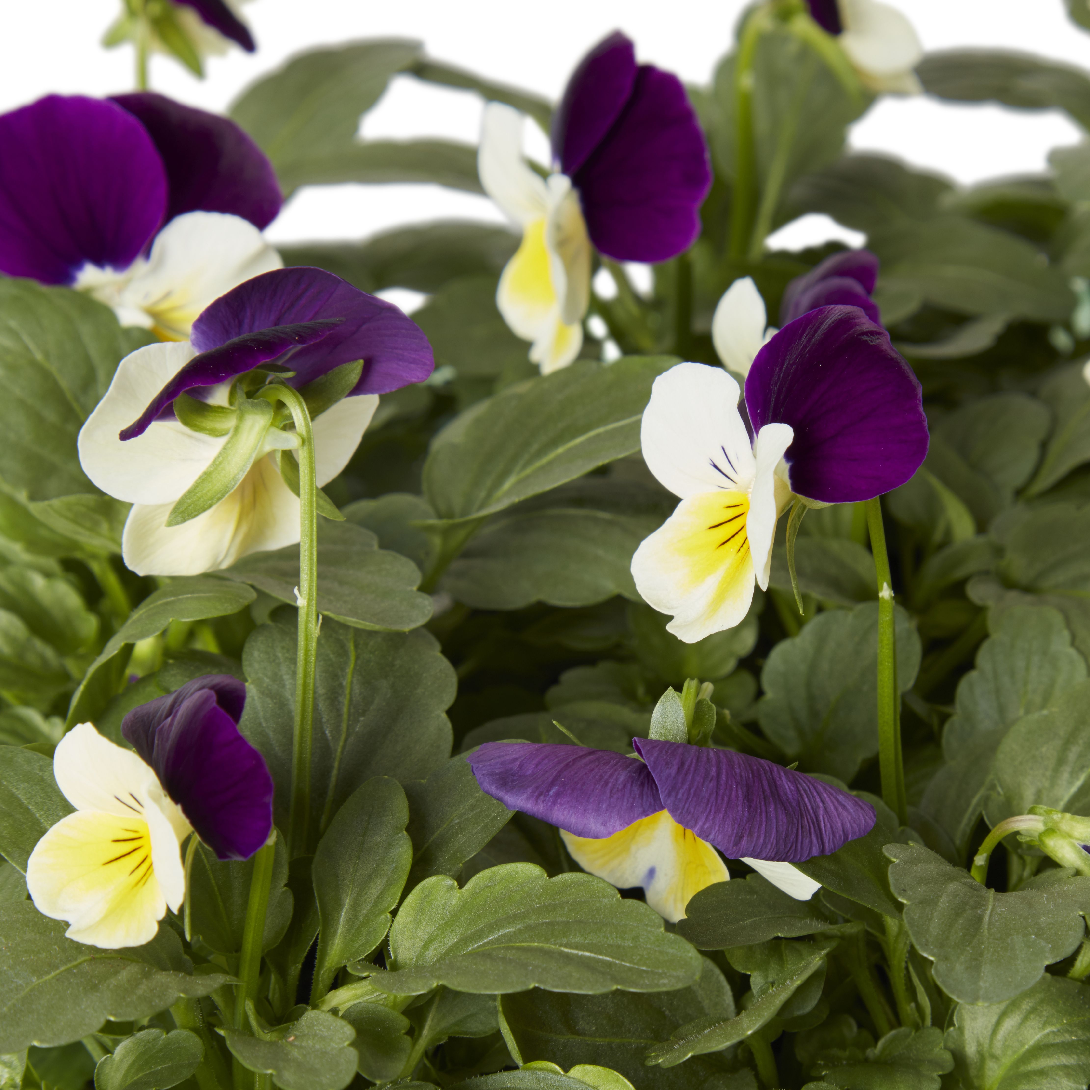 9 cell Viola Autumn Bedding plant, Pack of 4
