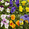 9 cell Viola Mixed Spring Bedding plant, Pack of 4