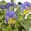 9 cell Viola Morpho Autumn Bedding plant, Pack of 4
