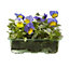 9 cell Viola Morpho Autumn Bedding plant, Pack of 4