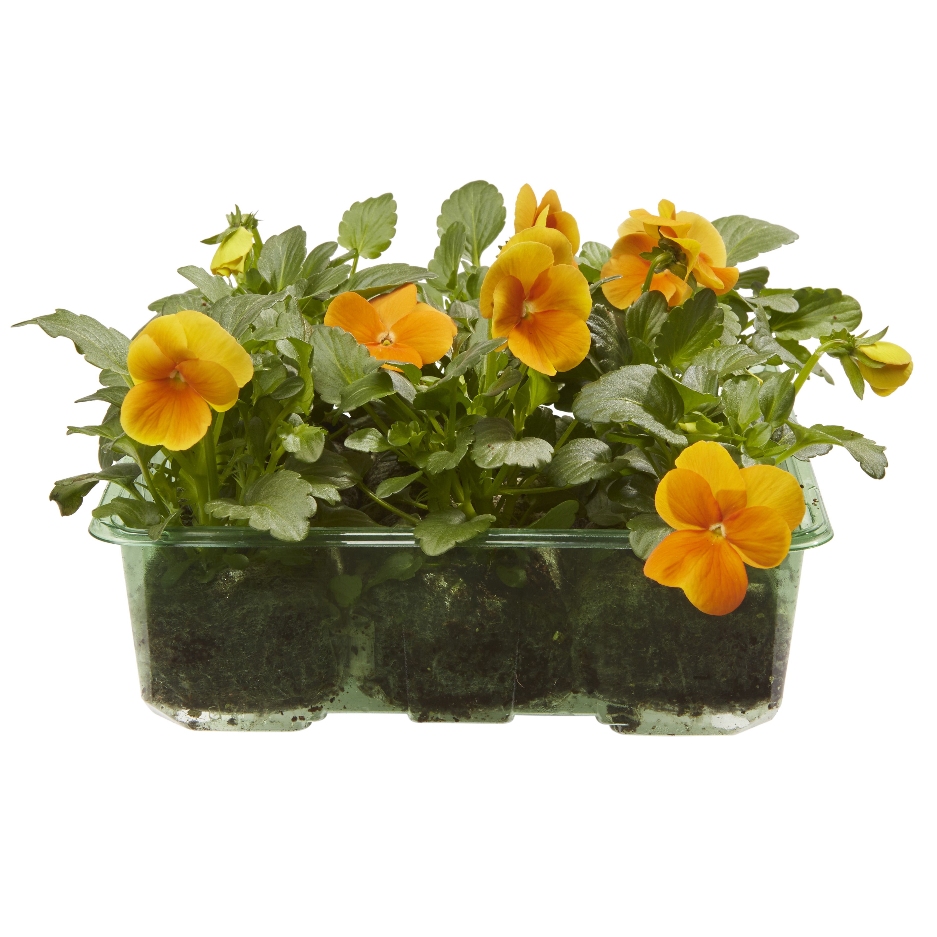 9 cell Viola Orange Autumn Bedding plant, Pack of 4