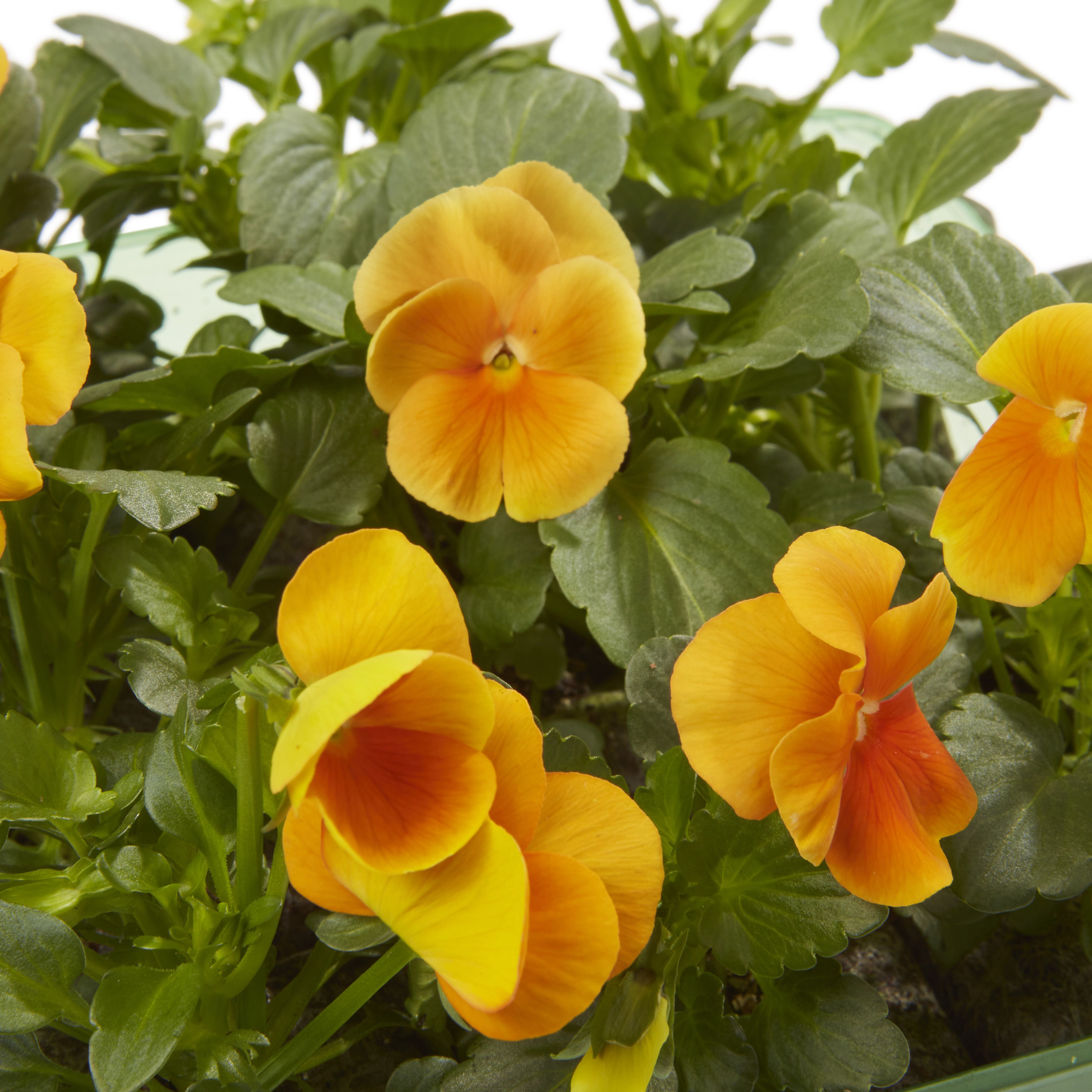 9 cell Viola Orange Autumn Bedding plant, Pack of 4