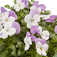 9 cell Viola Pink wing Autumn Bedding plant, Pack of 4