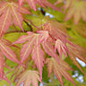 ACER ASSORTED