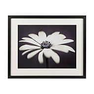 African daisy Black Framed print (H)430mm (W)530mm