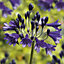 Agapanthus Black Buddhist Purple Flower bulb
