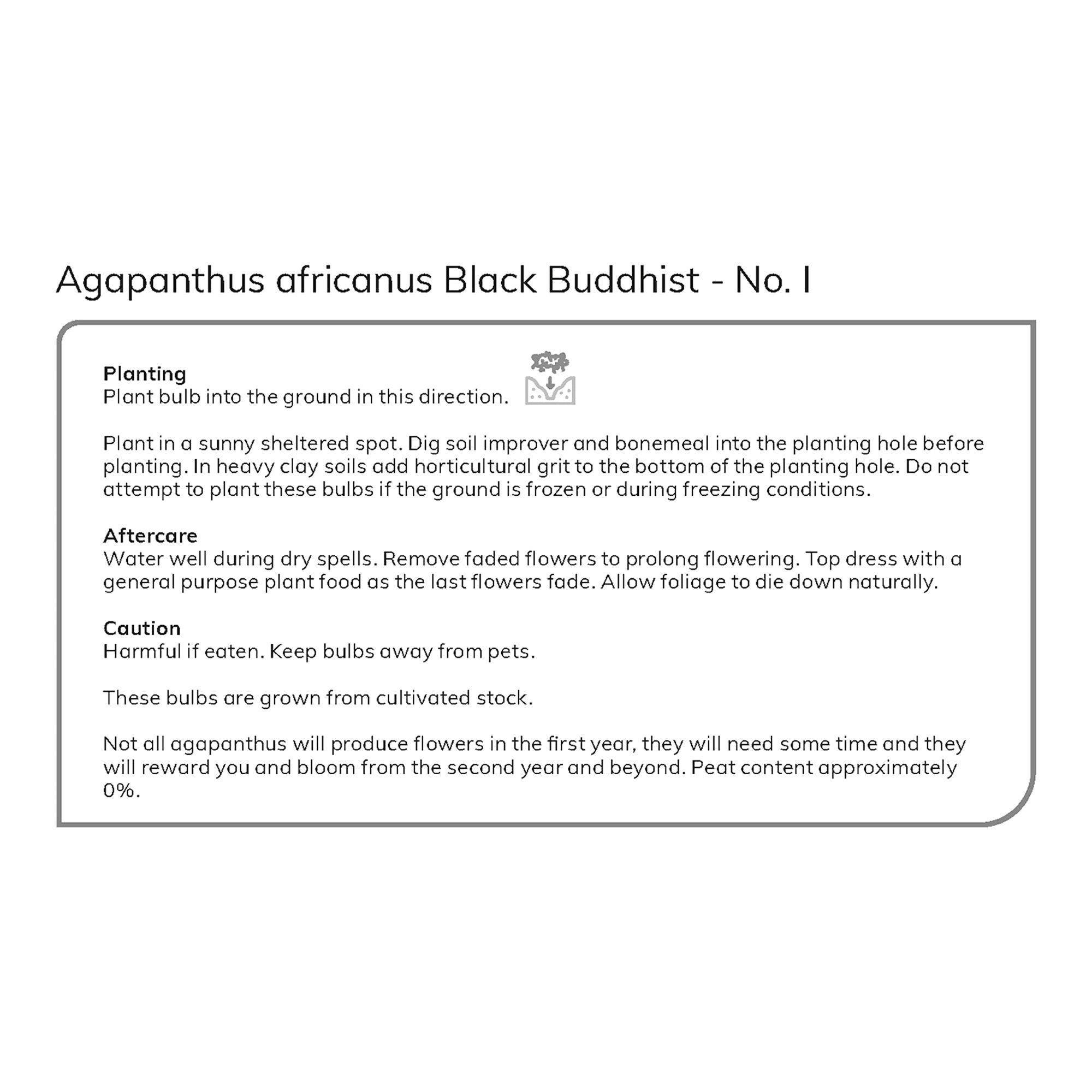 Agapanthus Black Buddhist Purple Flower bulb