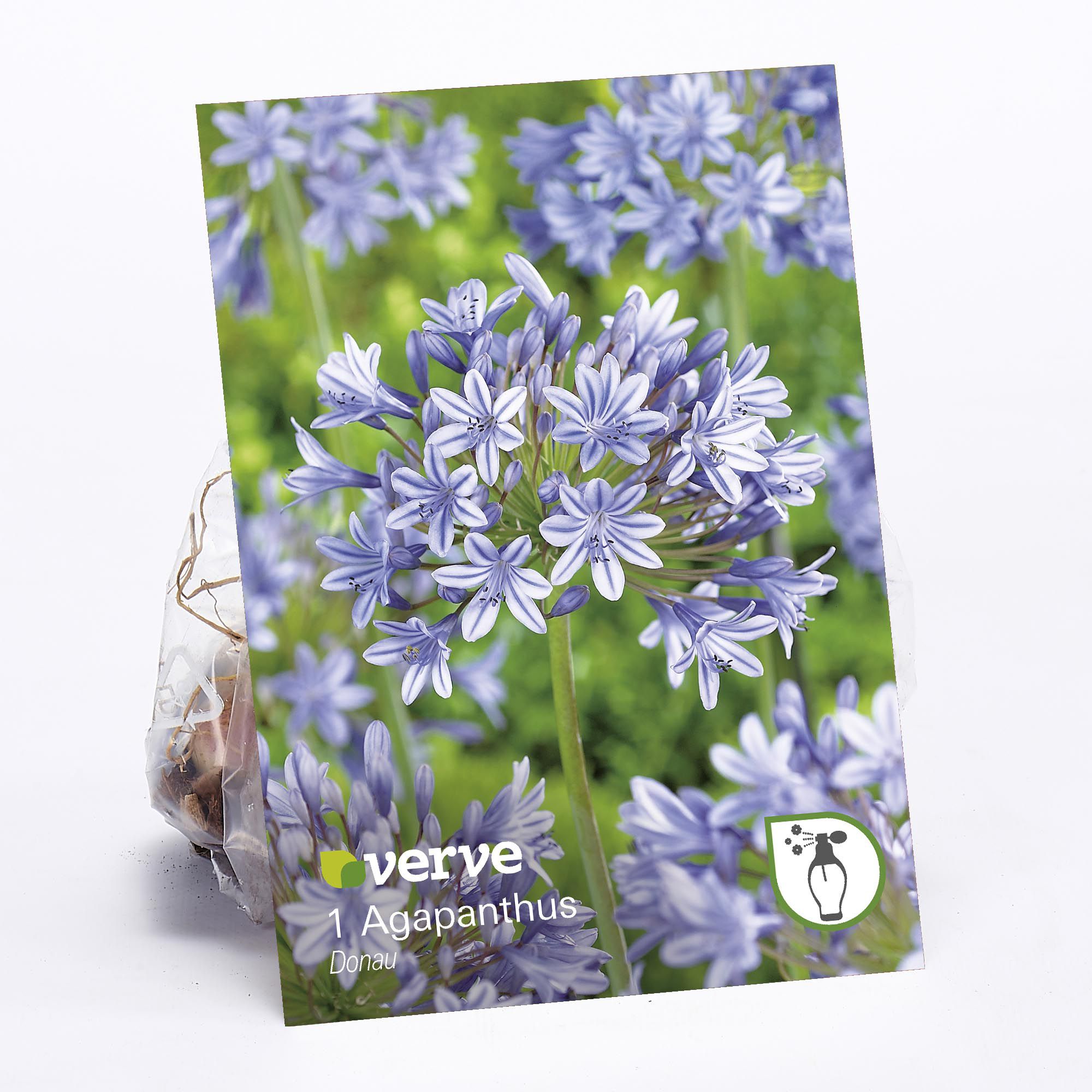 Agapanthus 'Donau' Flower bulb