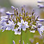 Agapanthus Silver Arrow Lilac Flower bulb