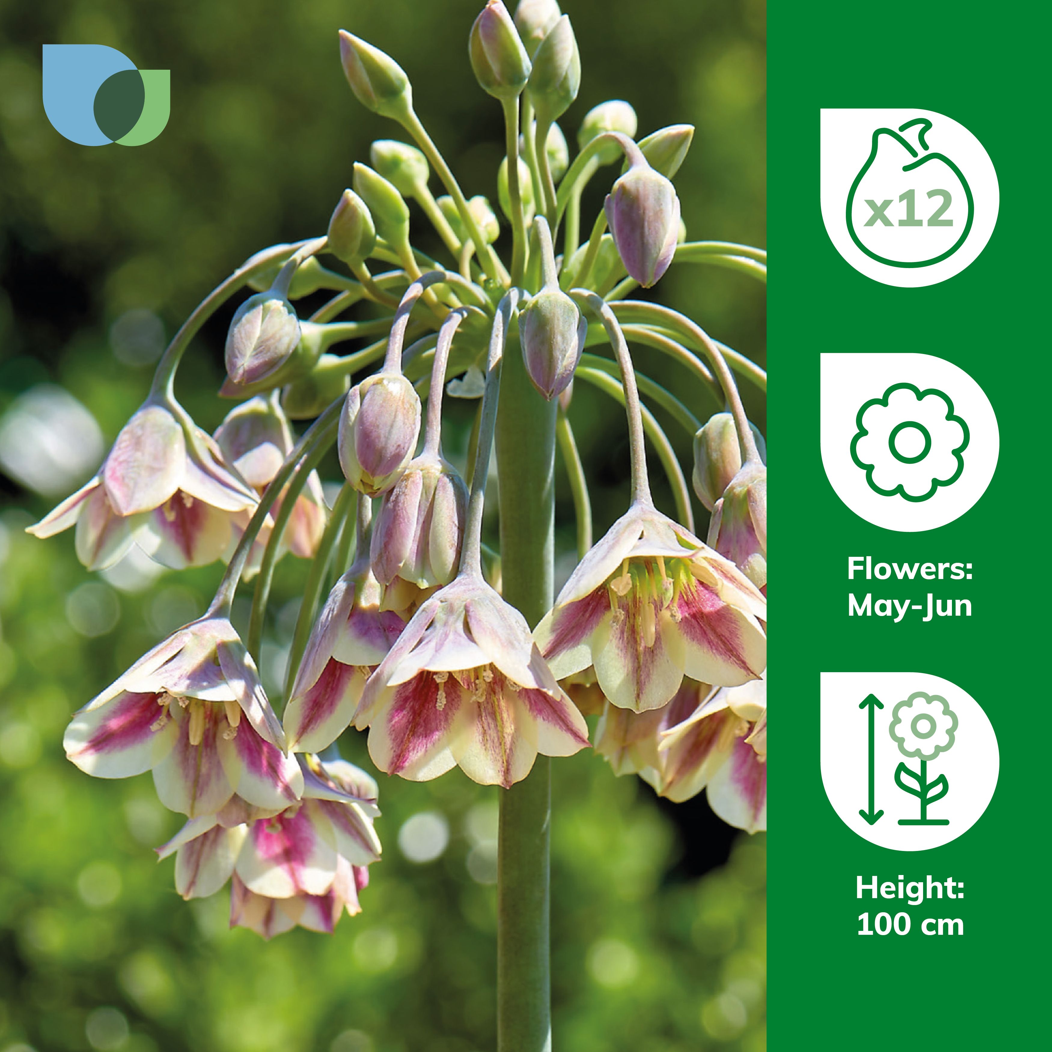 Allium Bulgaricum 12 Flower bulbs - 3