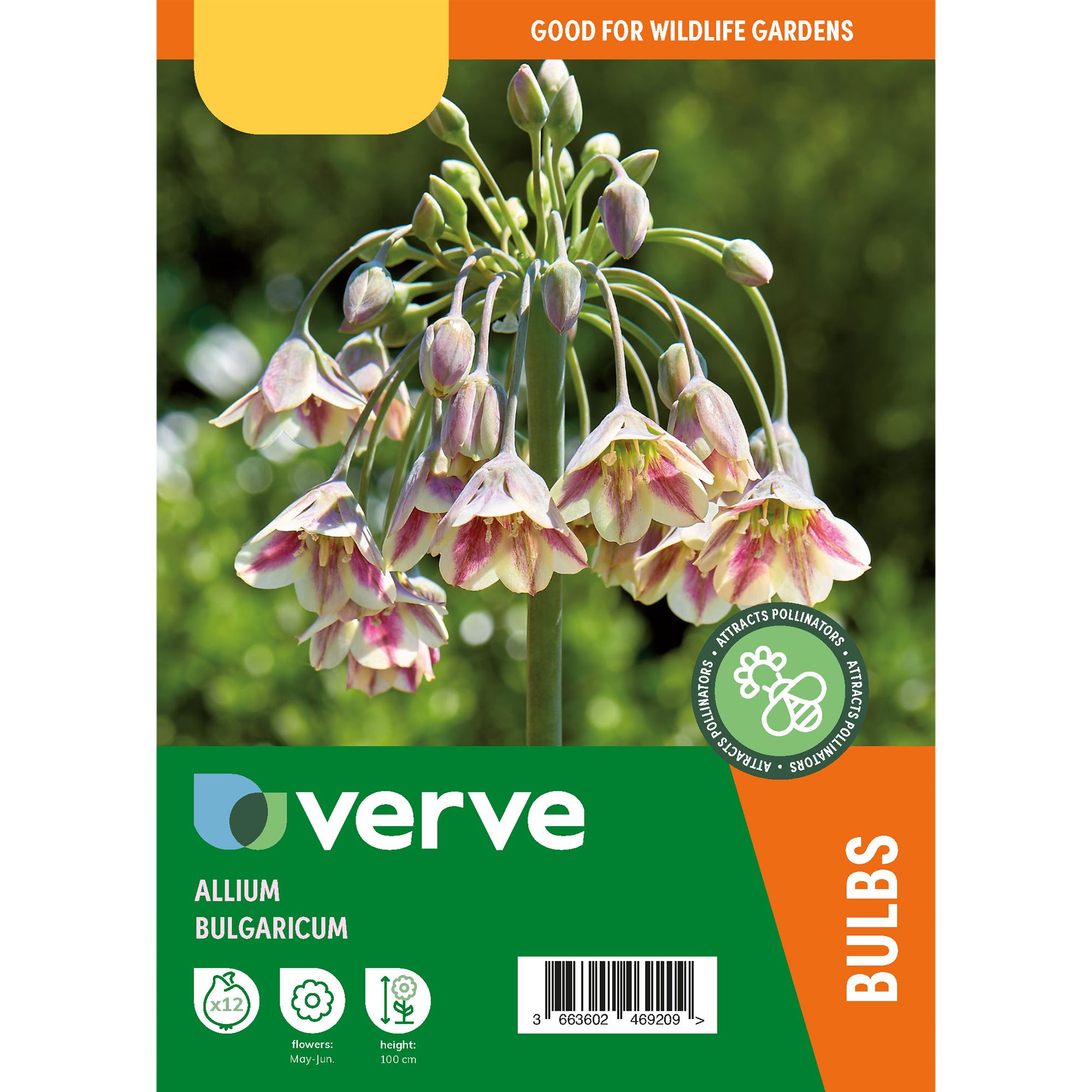 Allium Bulgaricum 12 Flower bulbs - 6