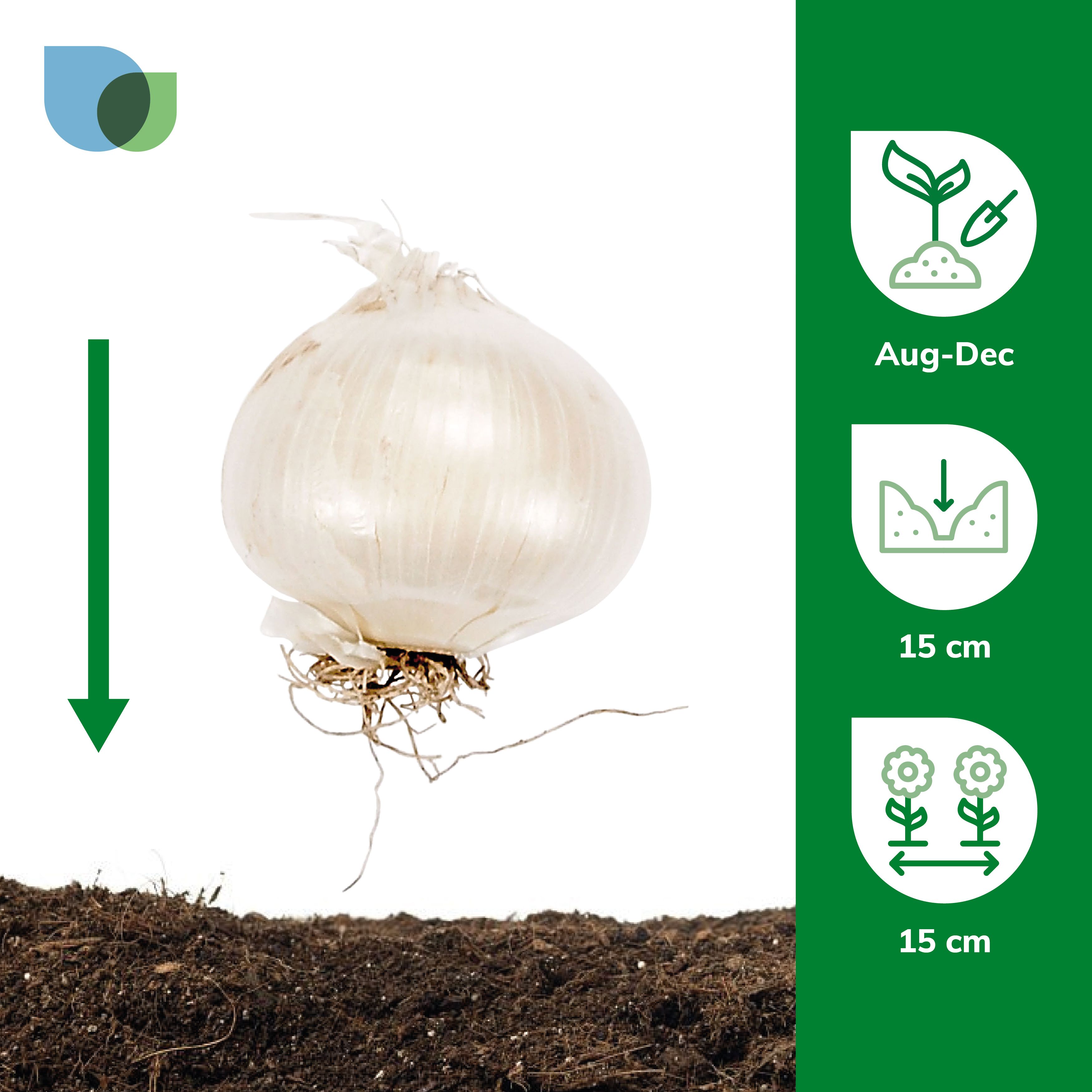 Allium Bulgaricum 12 Flower bulbs - 4
