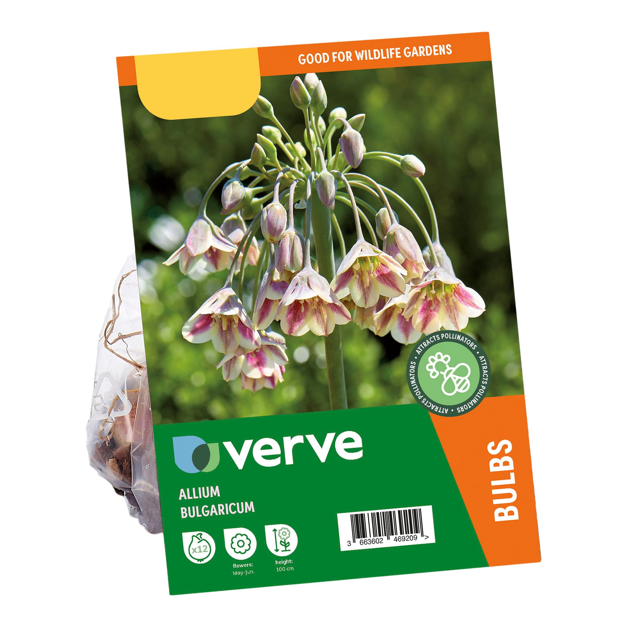 Allium Bulgaricum 12 Flower bulbs - 5