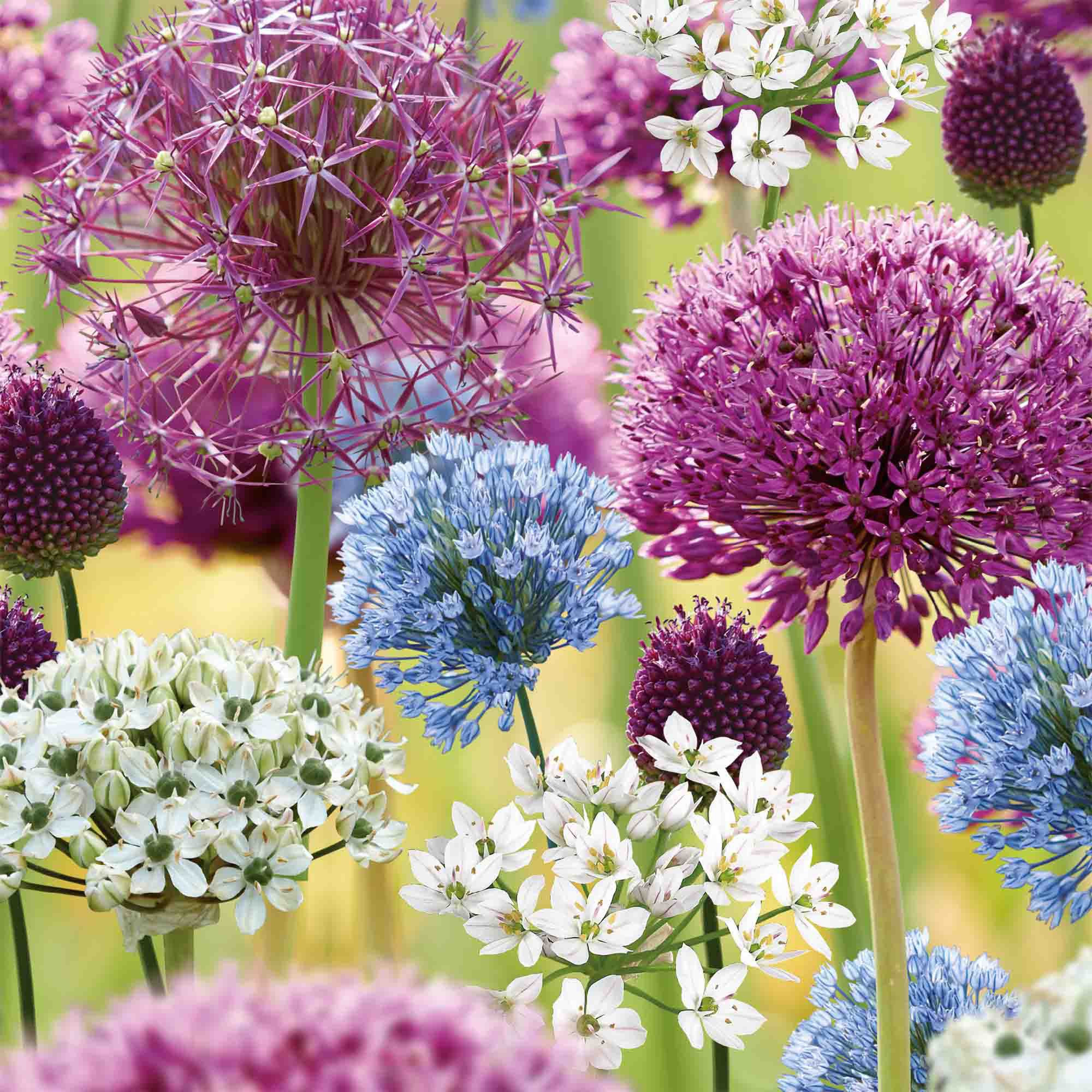 Allium Collection Mixed 50 Flower bulbs, Spring Flowering