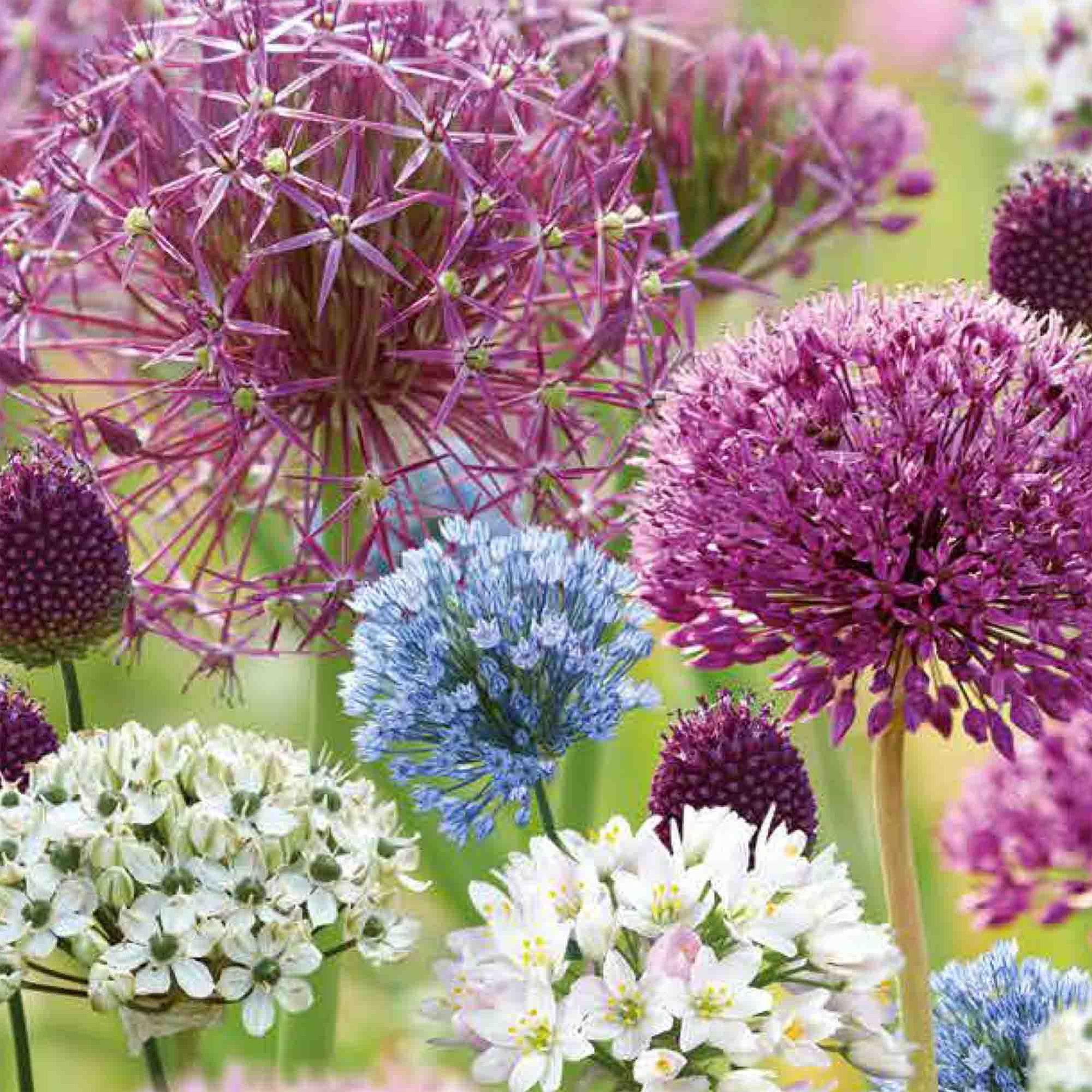 Allium Collection Mixed 50 Flower bulbs, Spring Flowering