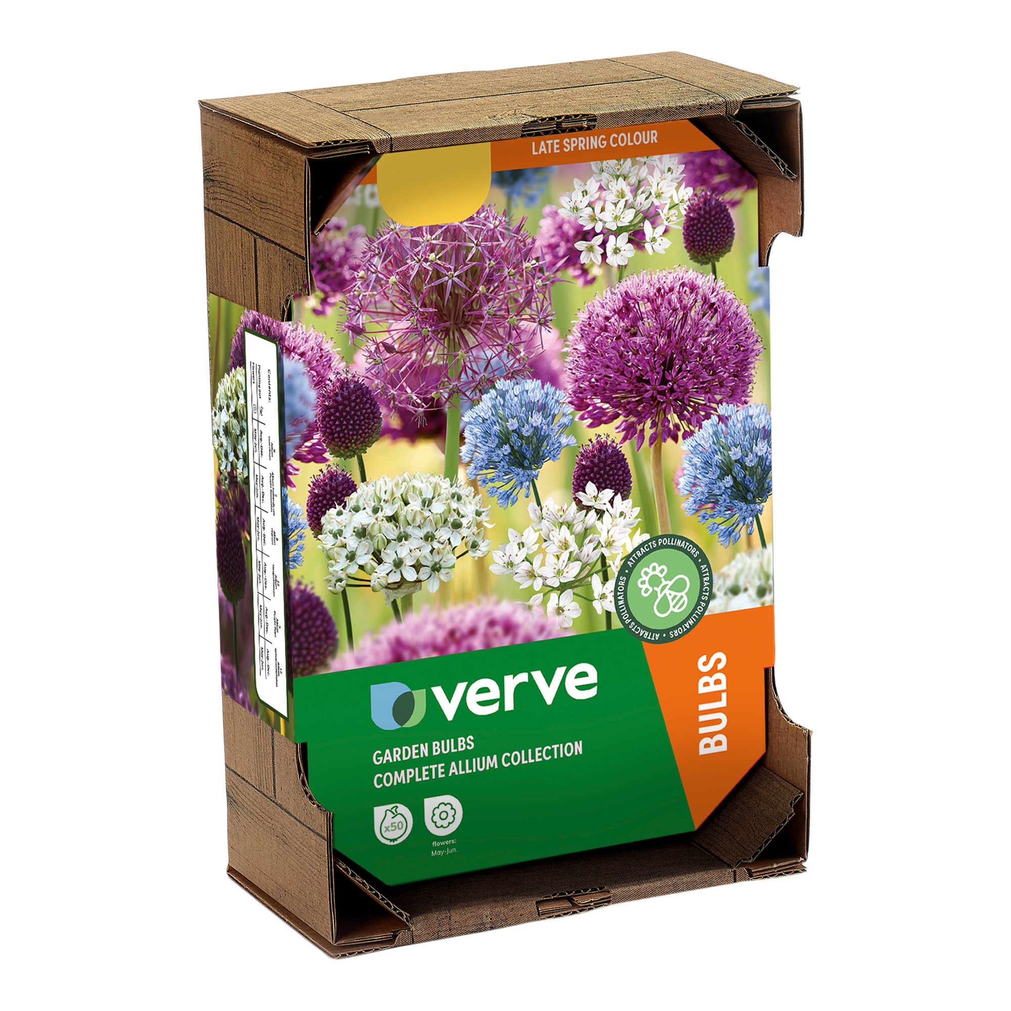 Allium Collection Mixed 50 Flower bulbs - 3