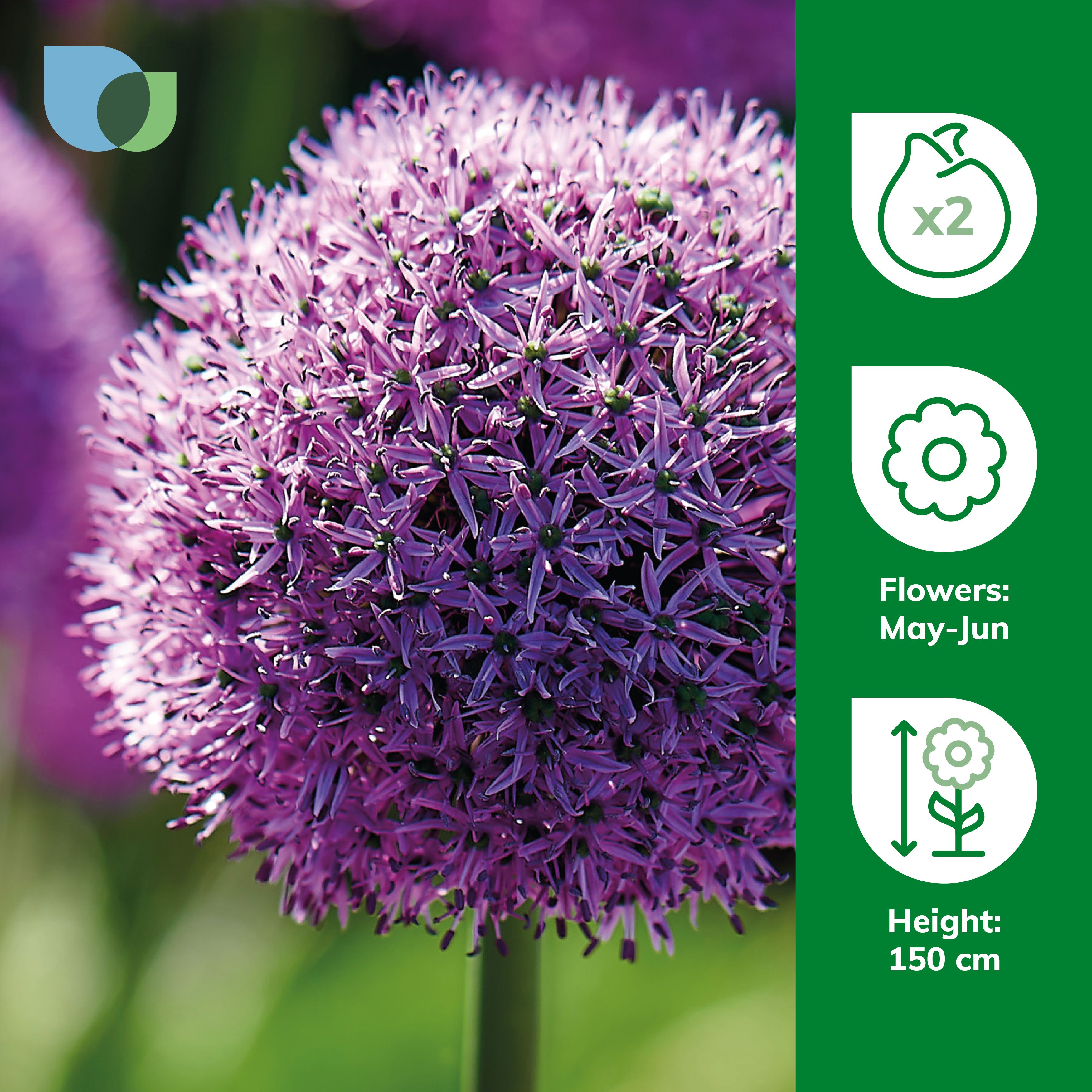 Allium Gladiator 2 Flower bulbs - 4
