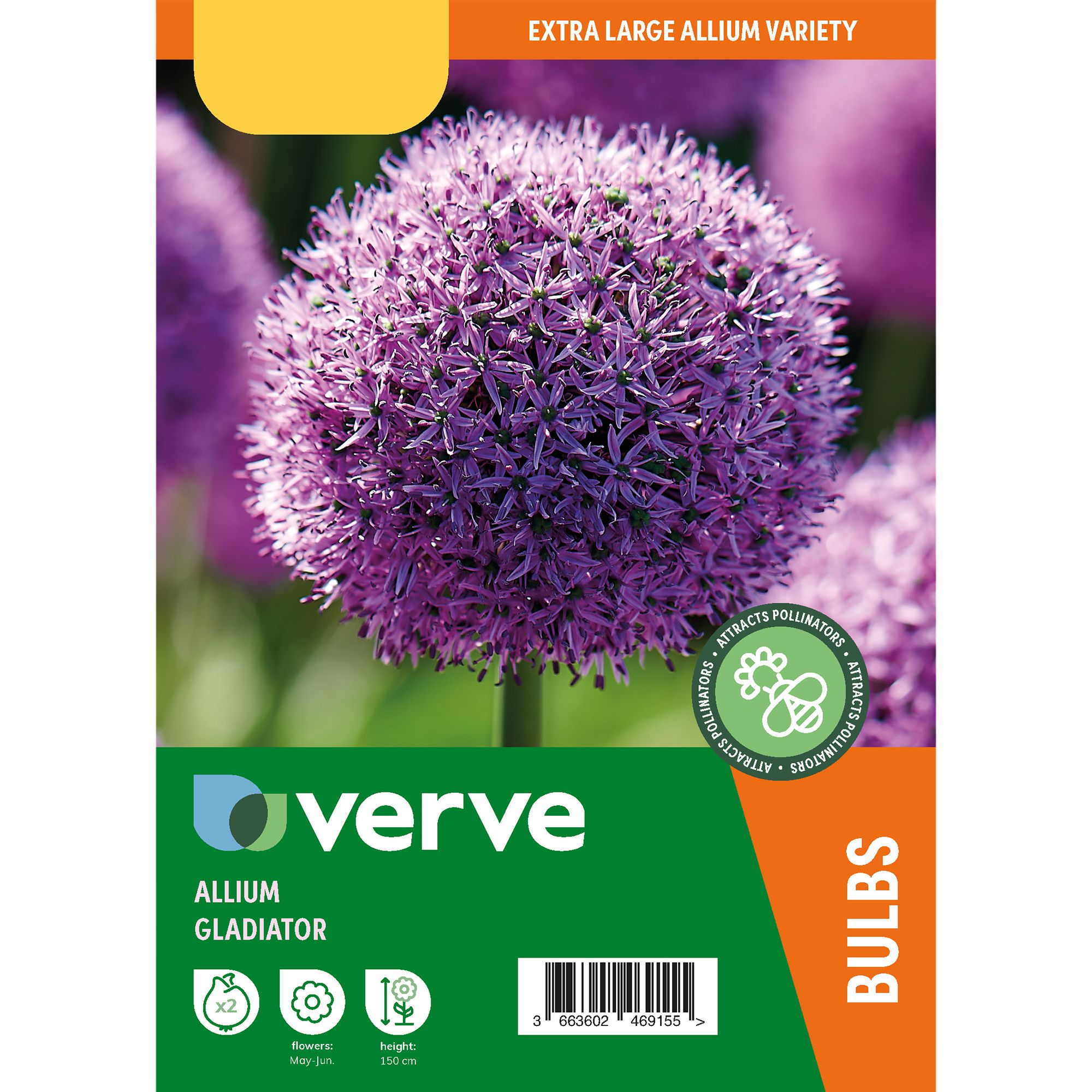 Allium Gladiator 2 Flower bulbs - 7