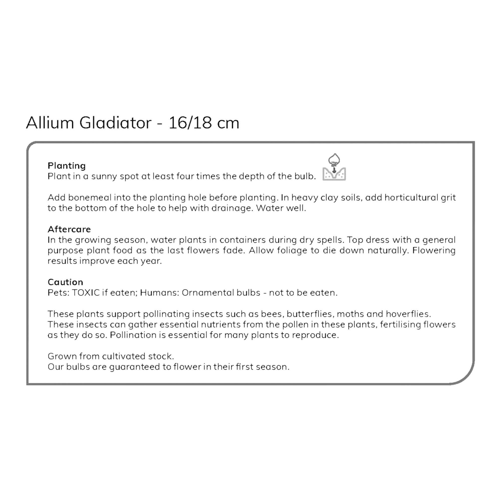 Allium Gladiator 2 Flower bulbs - 6