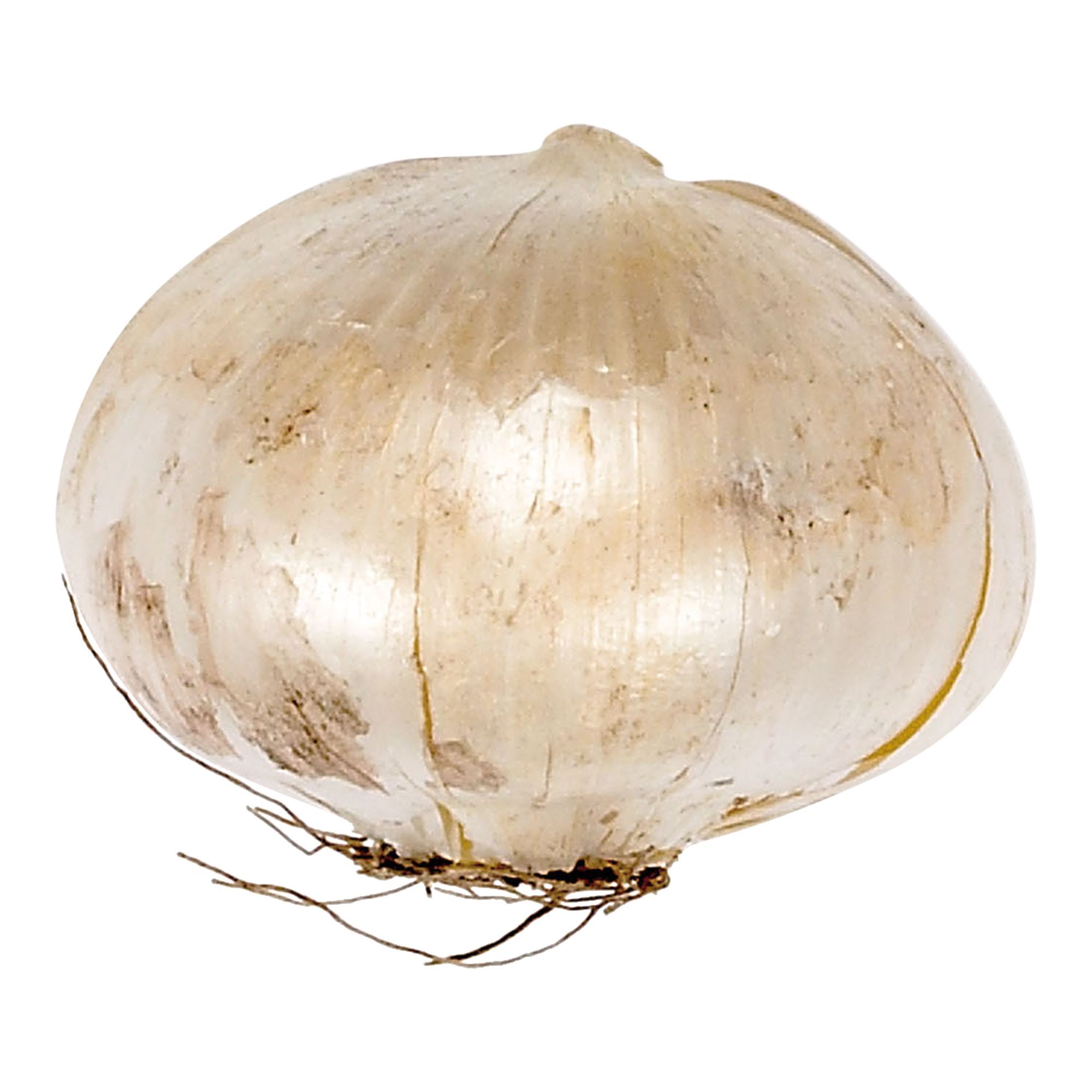 Allium Gladiator 2 Flower bulbs - 5