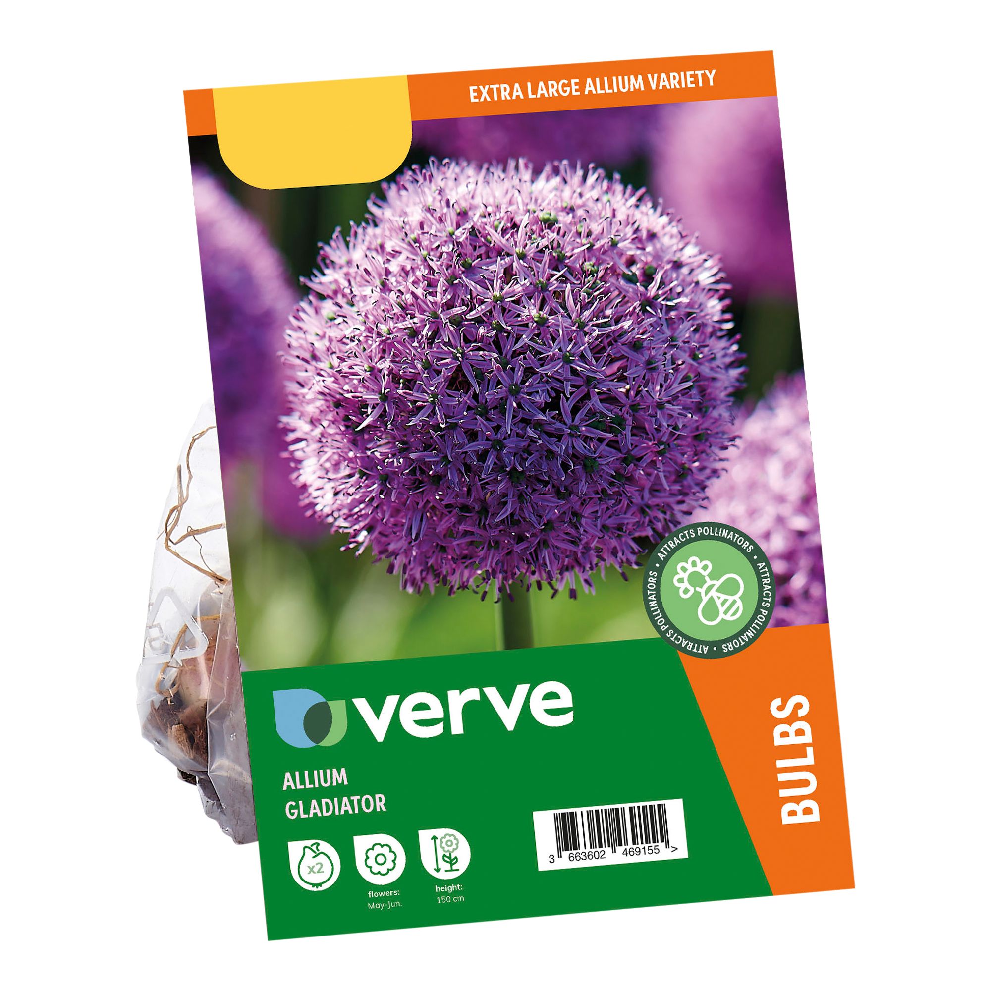 Allium Gladiator 2 Flower bulbs - 8
