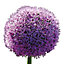 Allium gladiator Flower bulb, Pack of 2