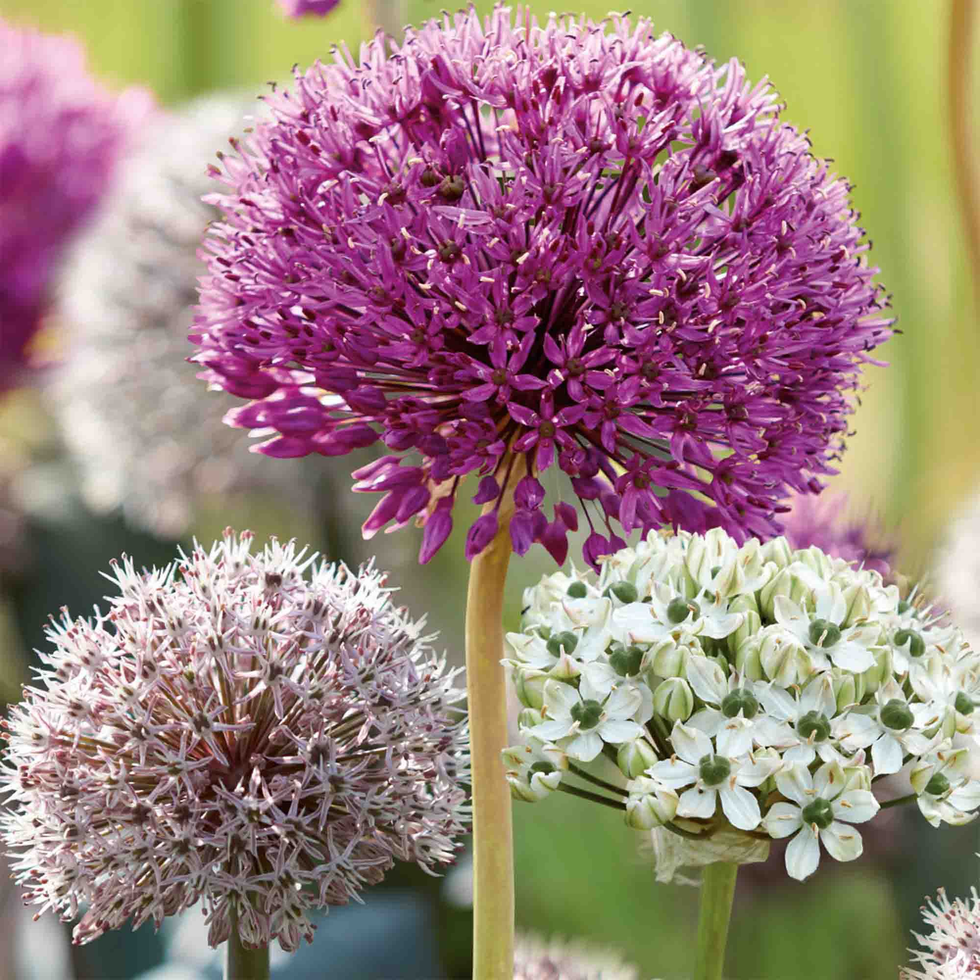 Allium mixed 20 Flower bulbs - 5