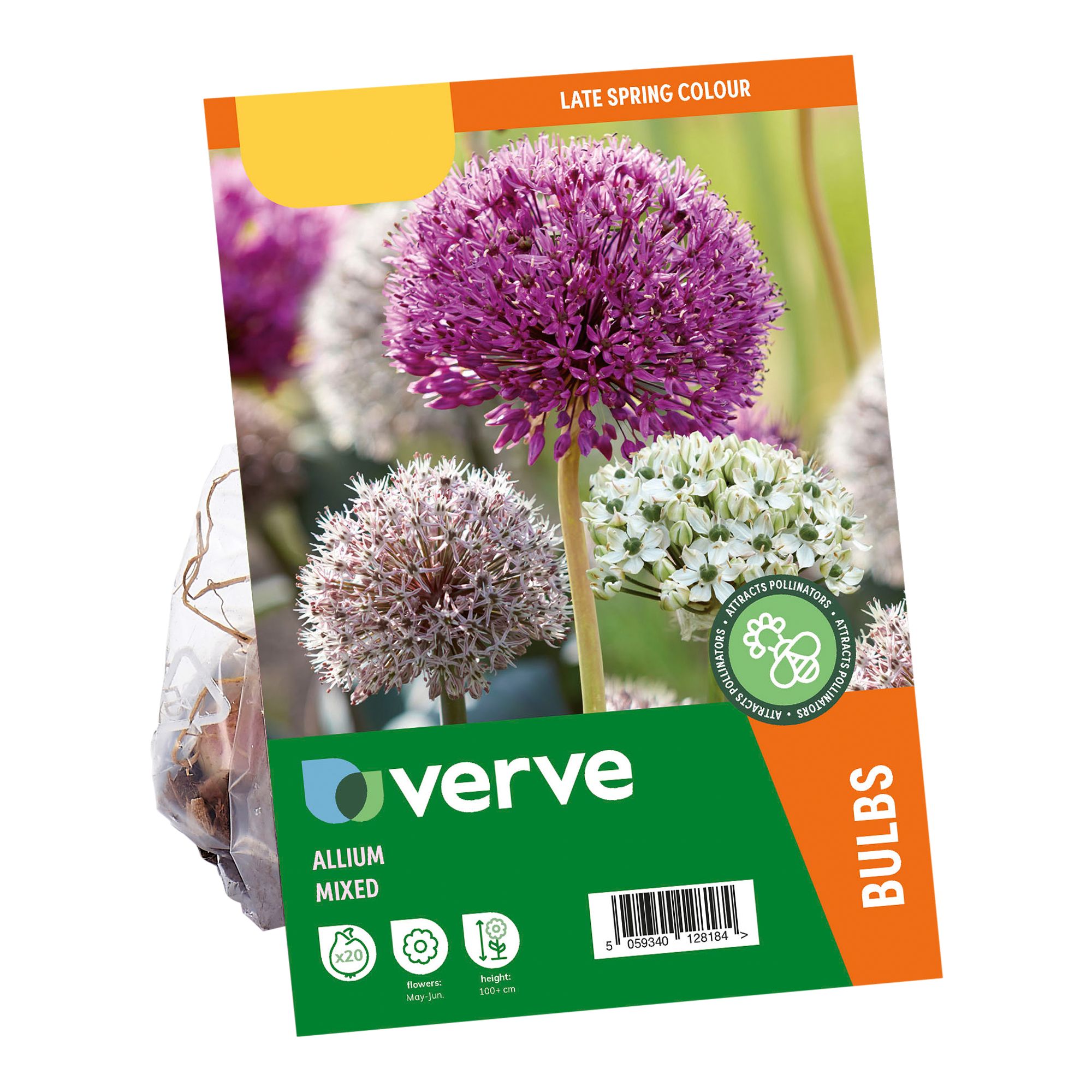 Allium mixed 20 Flower bulbs - 4