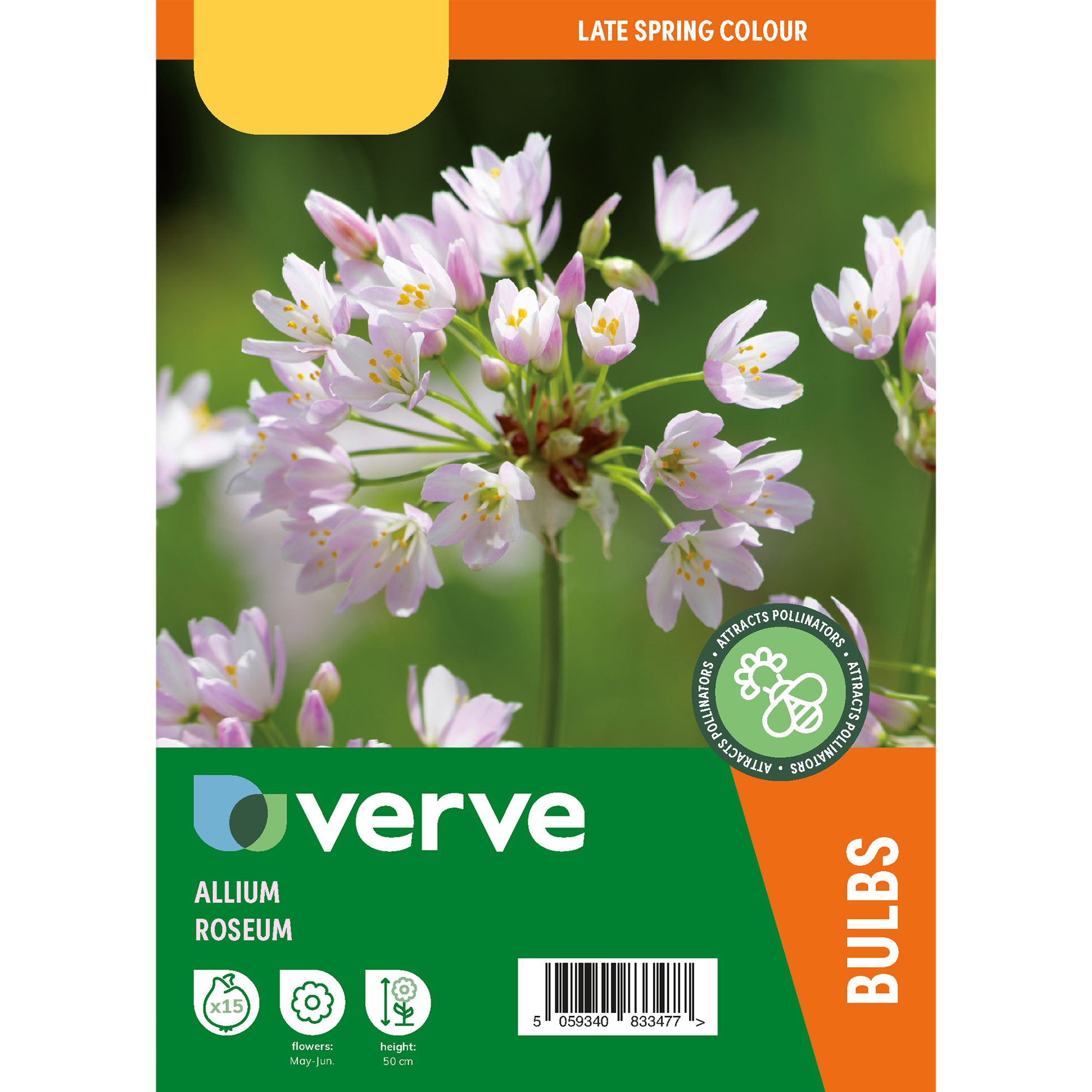 Allium Pink Roseum 15 Flower bulbs - 4