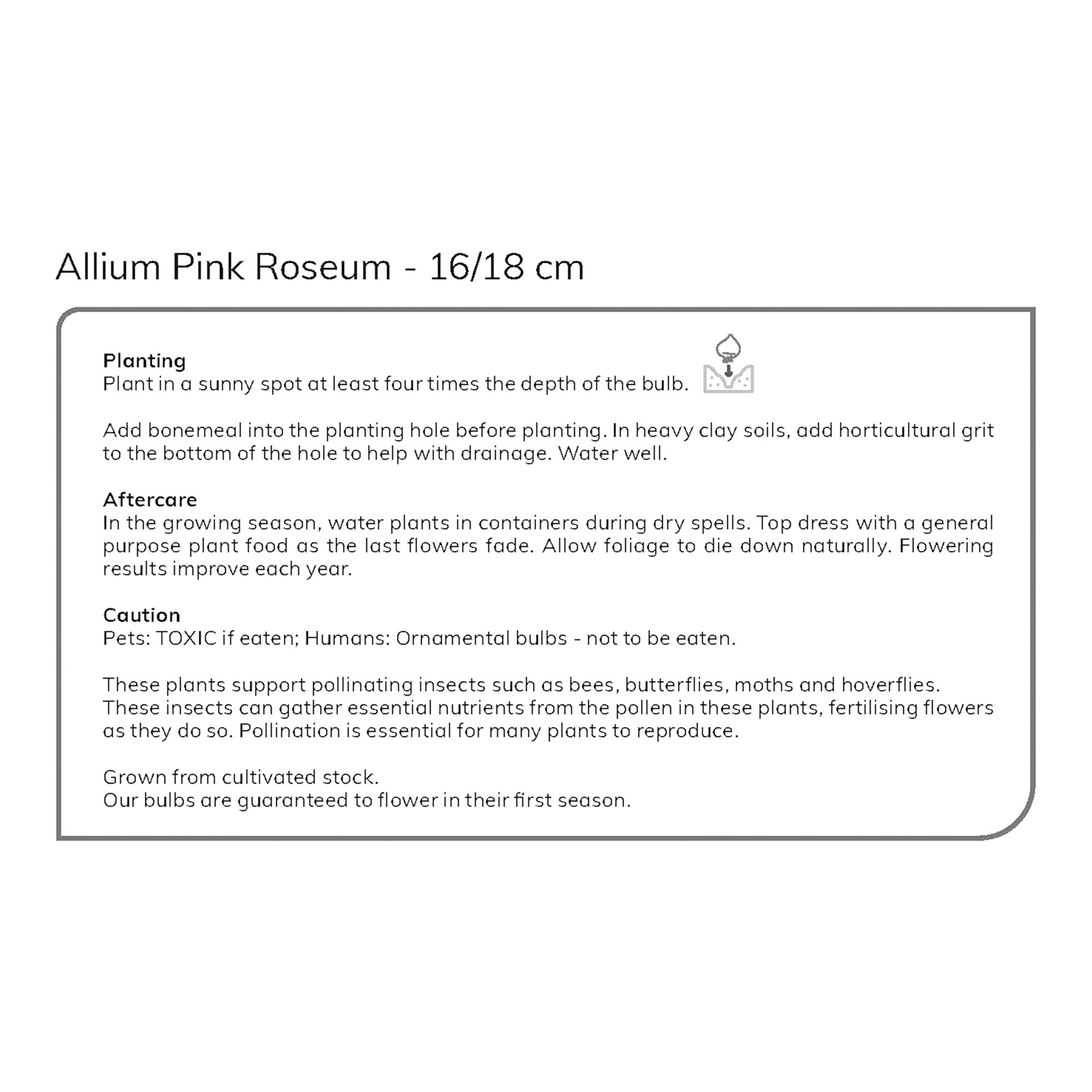 Allium Pink Roseum 15 Flower bulbs - 5