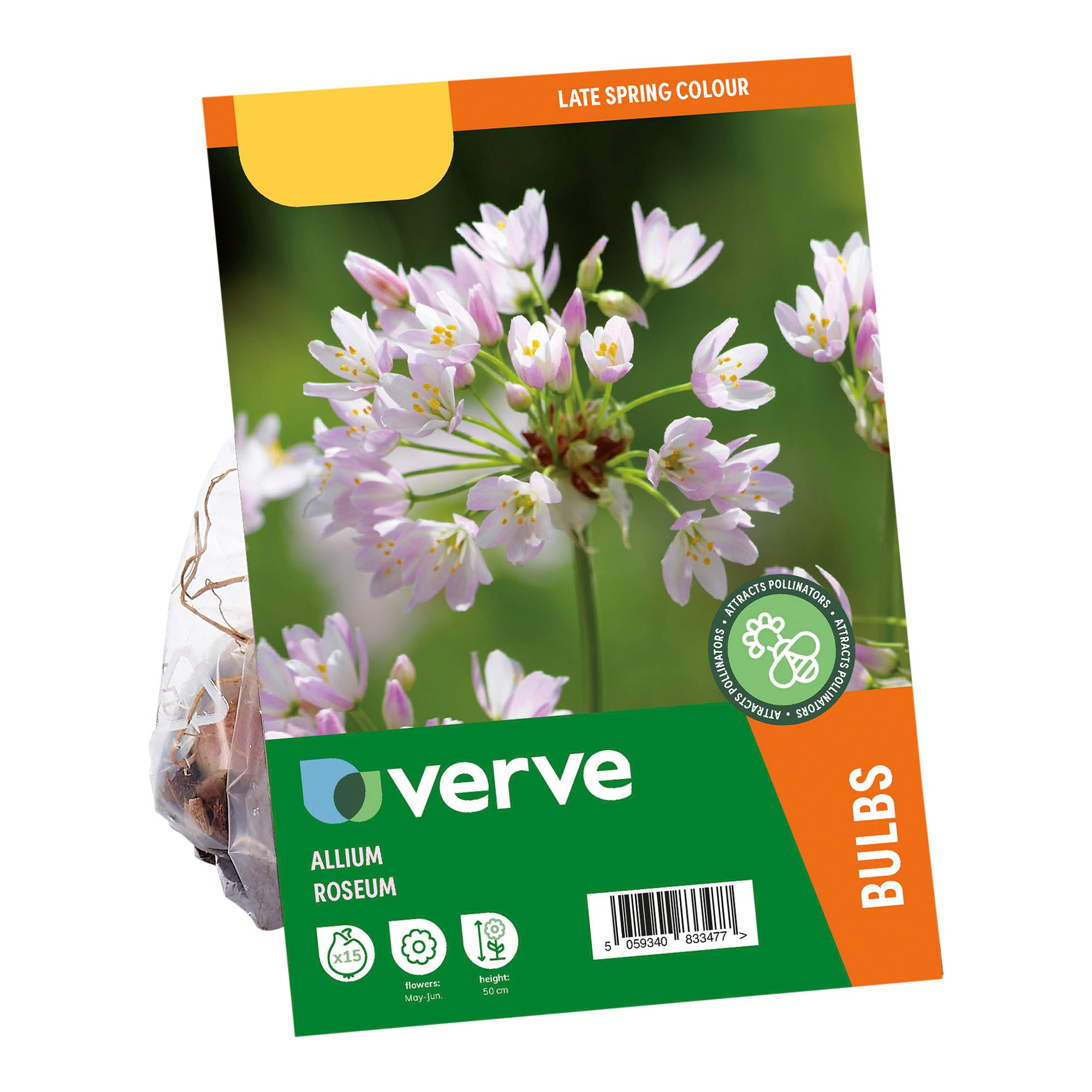 Allium Pink Roseum 15 Flower bulbs - 3
