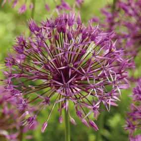 Allium Purple Rain 8 Flower bulbs