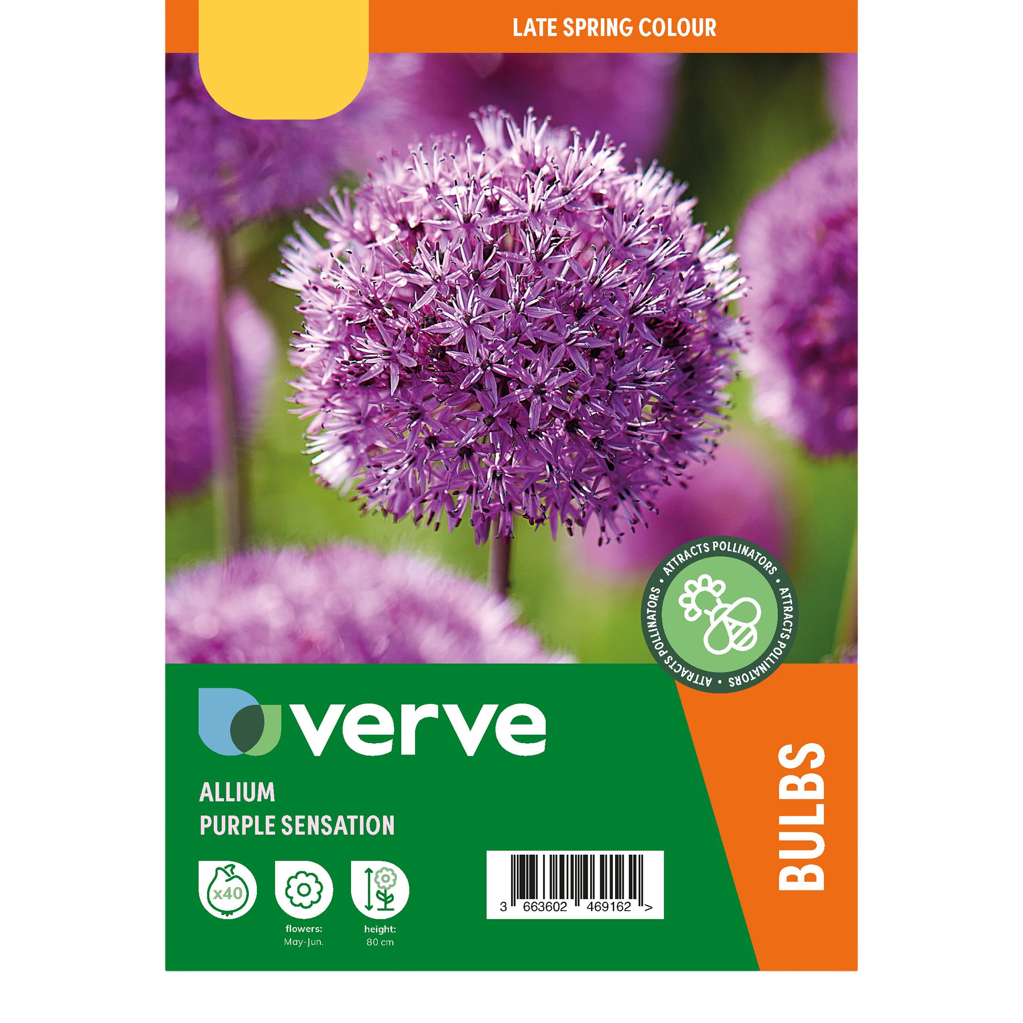 Allium Purple Sensation 40 Flower bulbs - 6