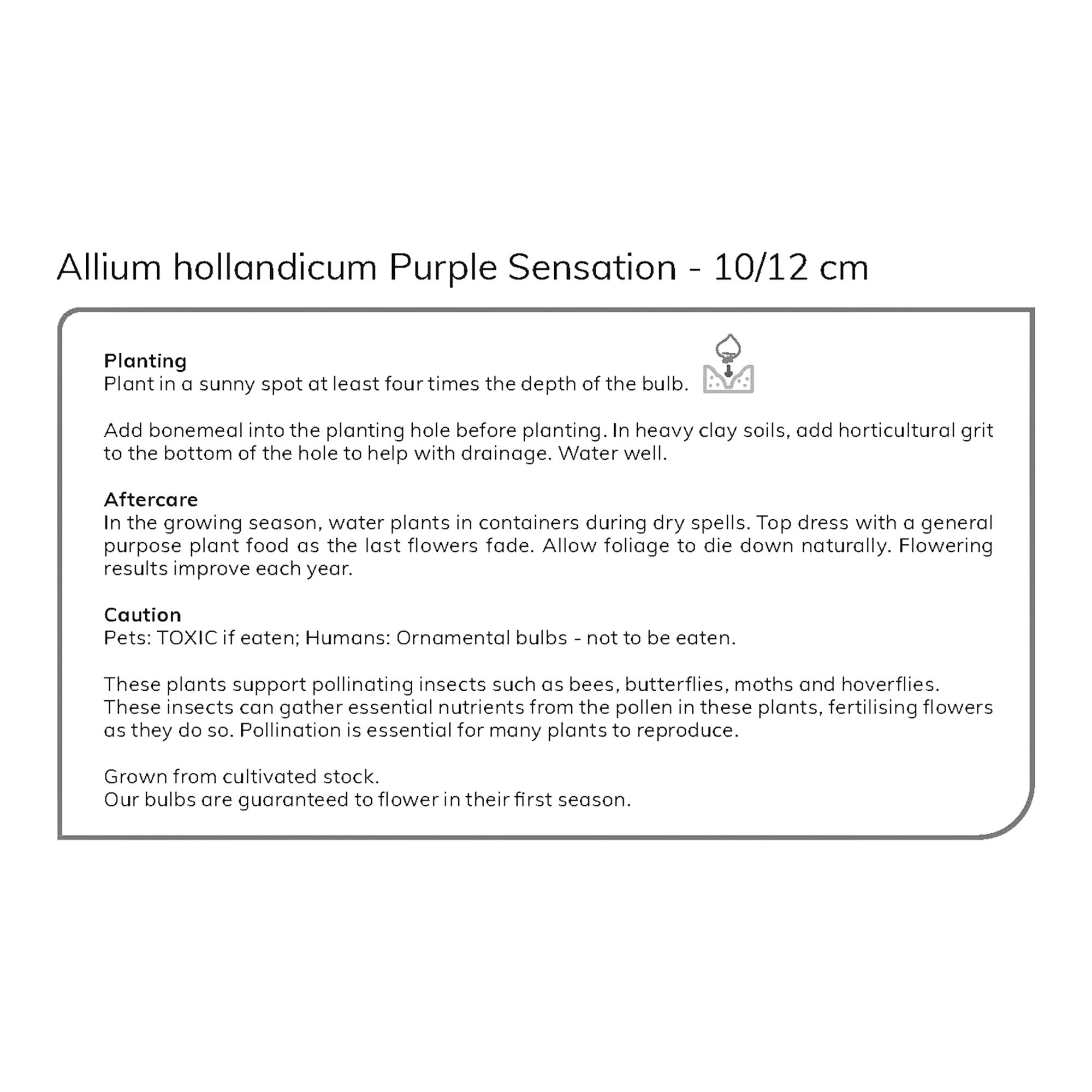 Allium Purple Sensation 40 Flower bulbs - 7