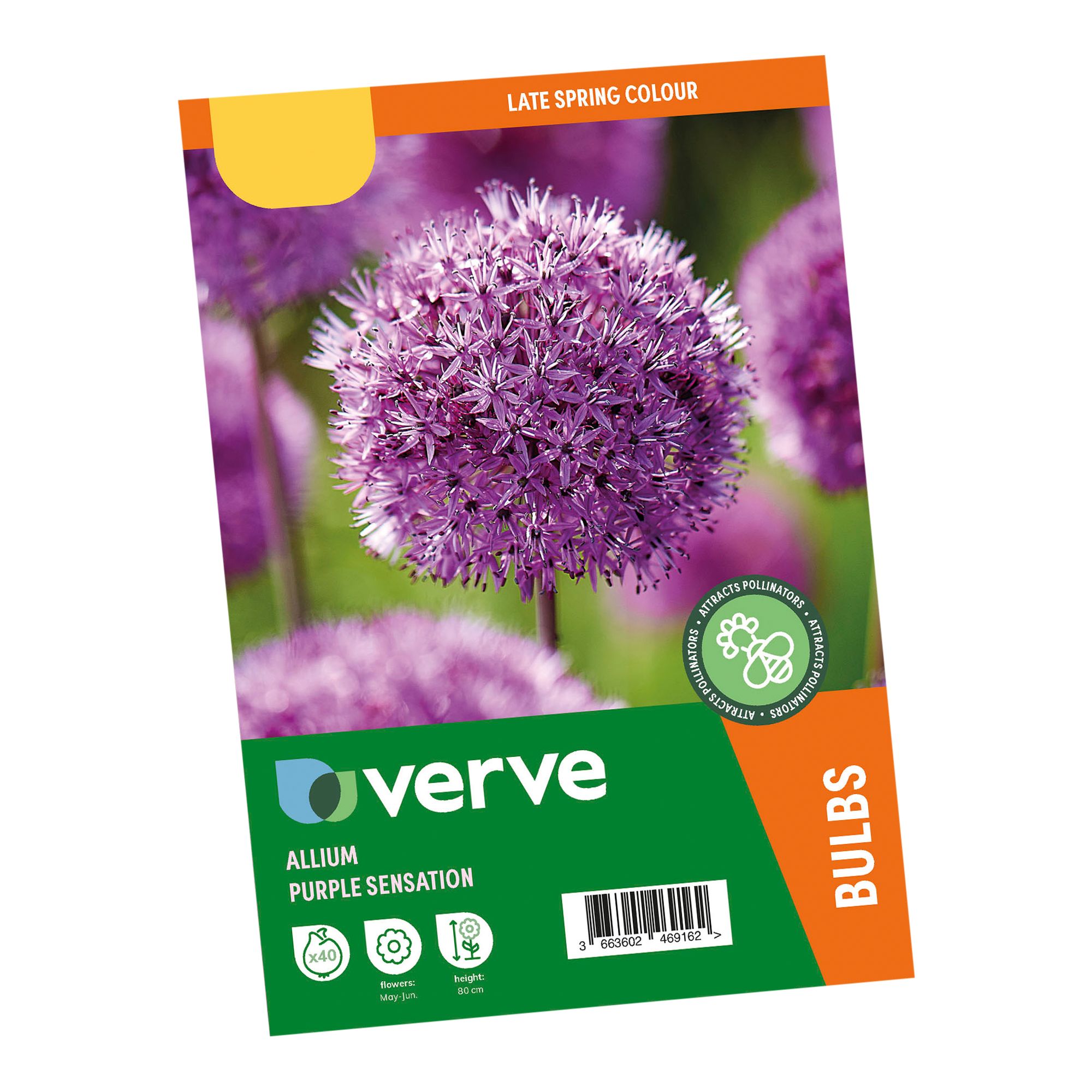Allium Purple Sensation 40 Flower bulbs - 5