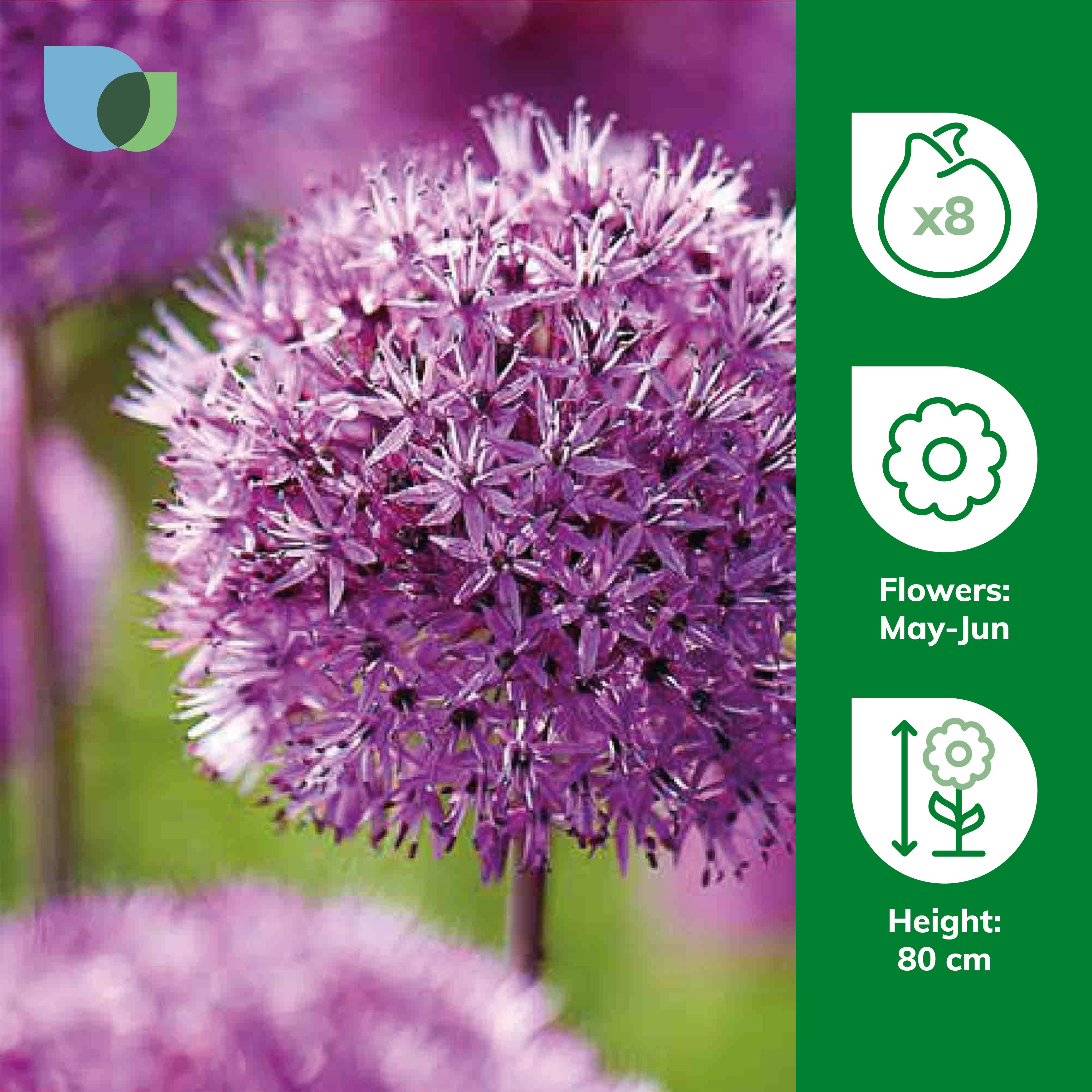 Allium Purple Sensation 8 Flower bulbs - 3