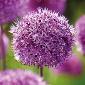 Allium Purple Sensation 8 Flower bulbs