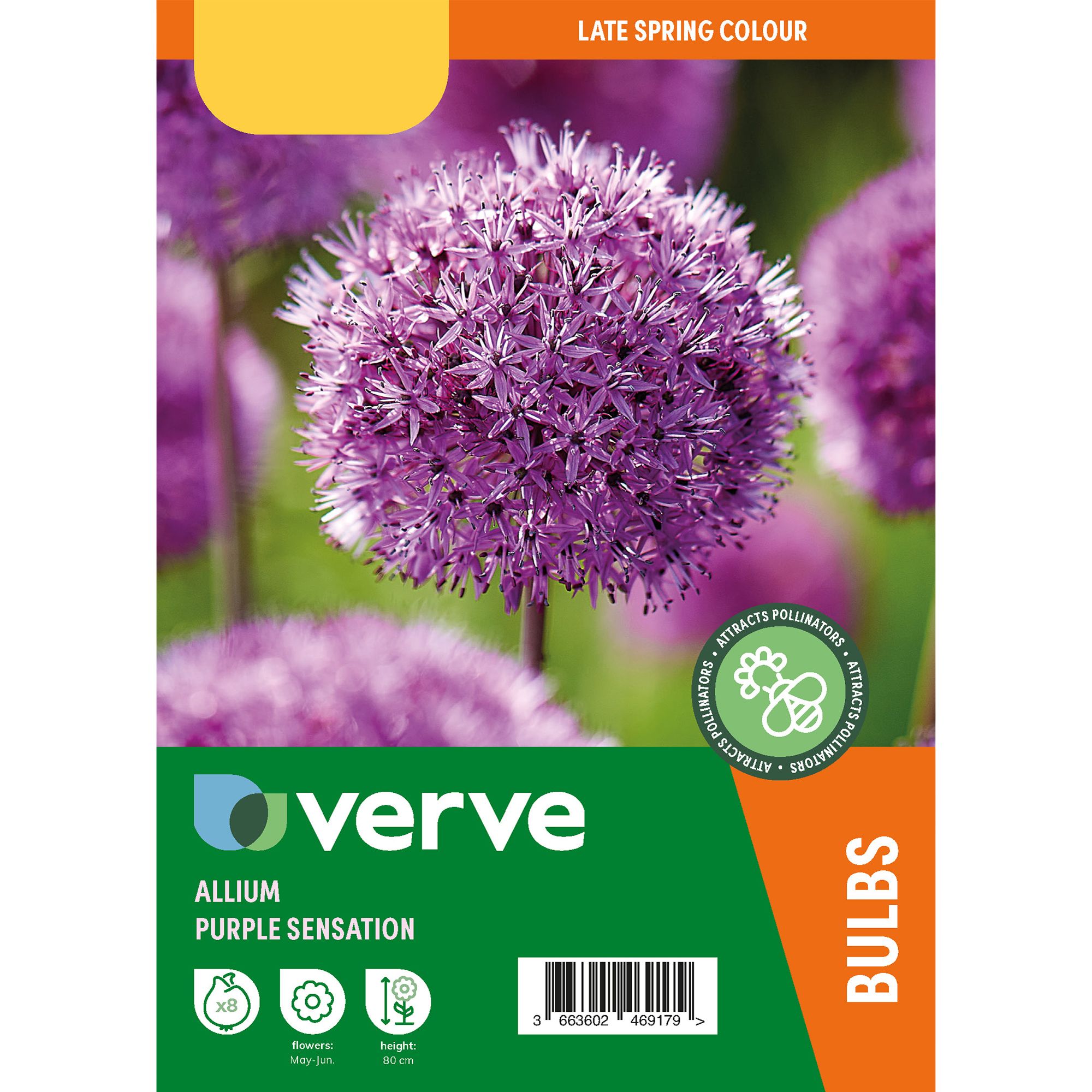 Allium Purple Sensation 8 Flower bulbs | DIY at B&Q