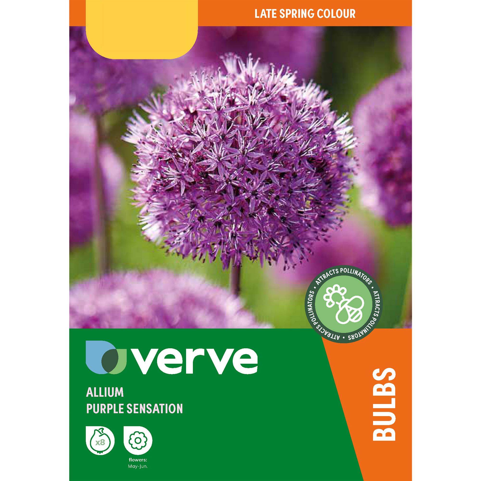 Allium Purple Sensation 8 Flower bulbs