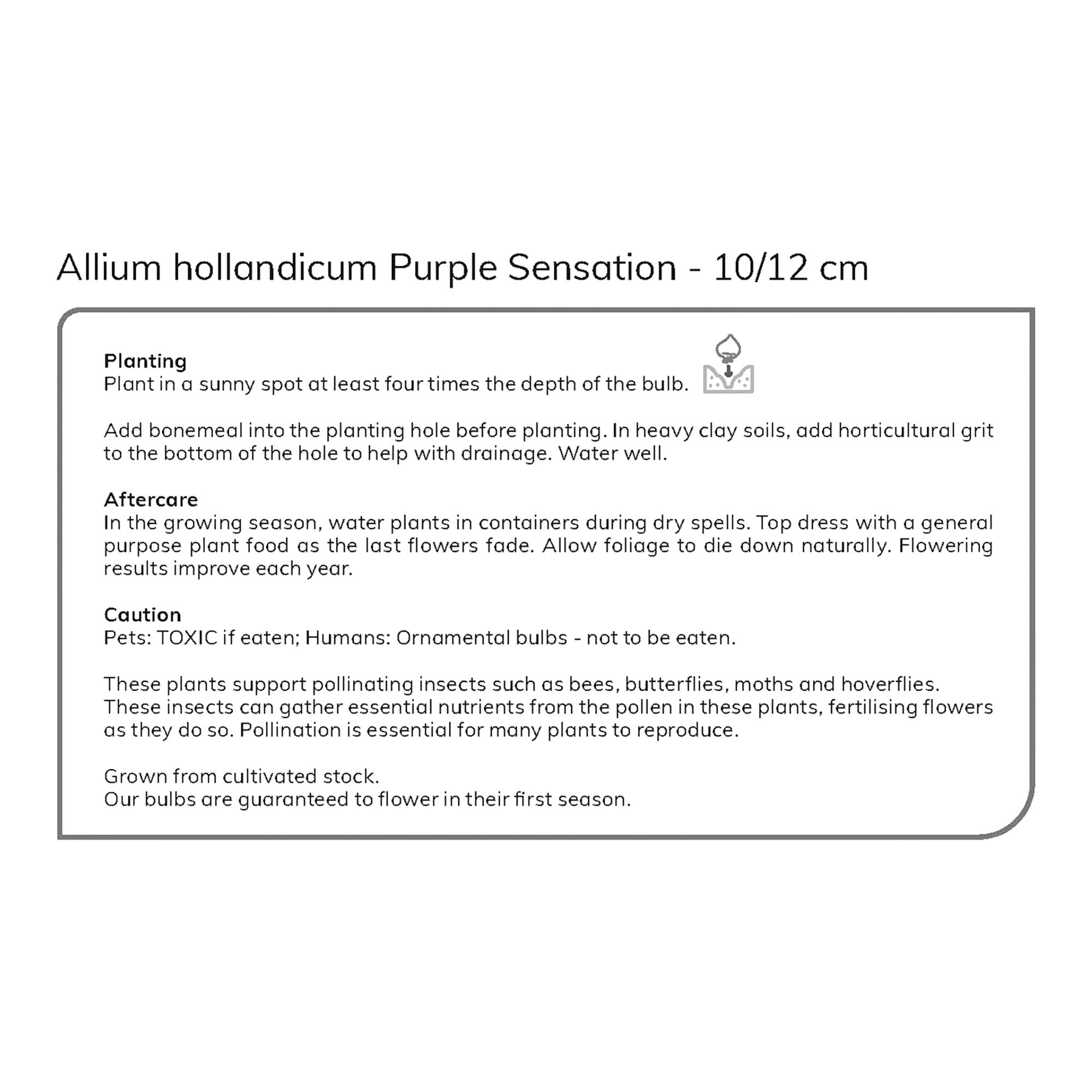 Allium Purple Sensation 8 Flower bulbs - 7