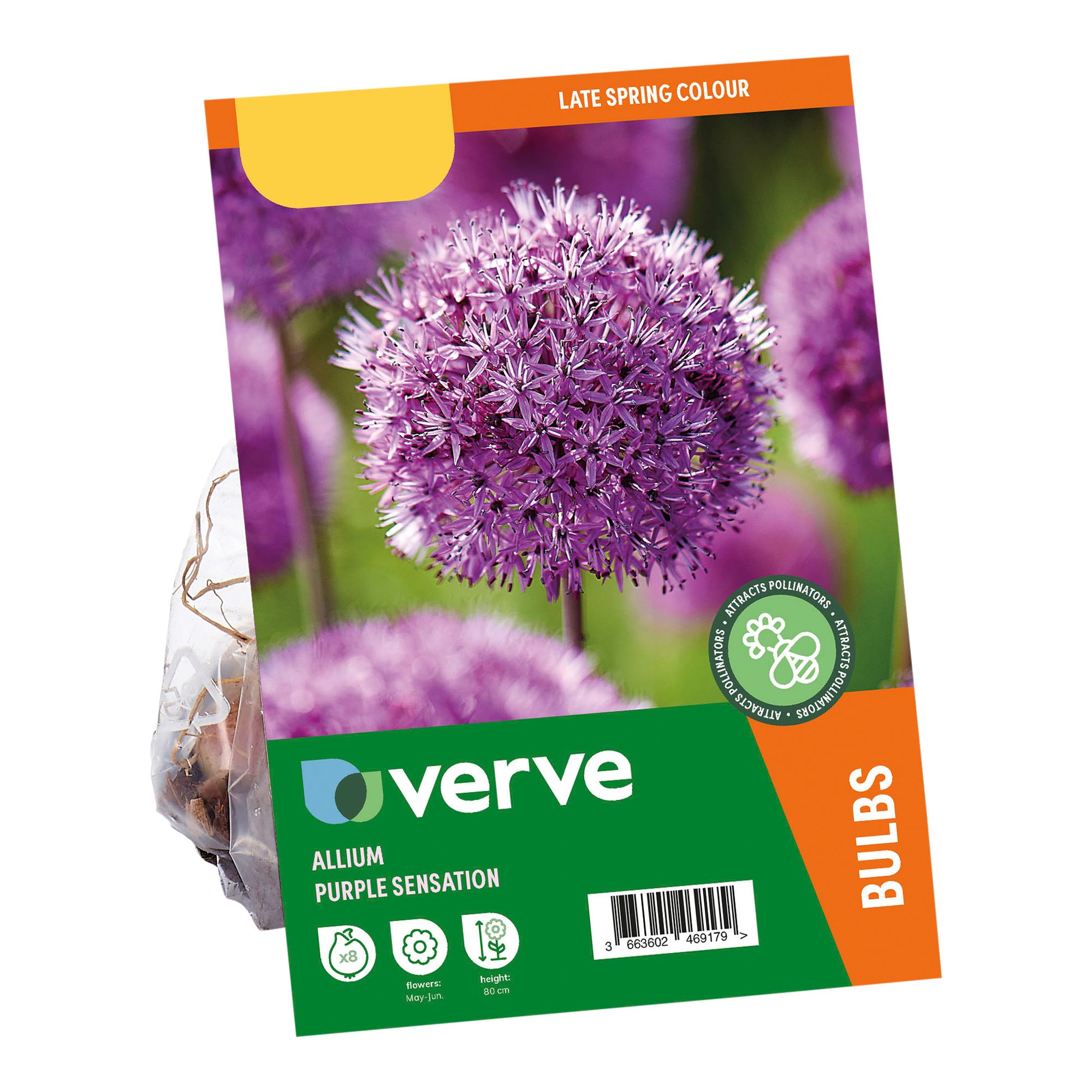 Allium Purple Sensation 8 Flower bulbs - 5