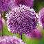 Allium purple sensation Flower bulb, Pack of 40
