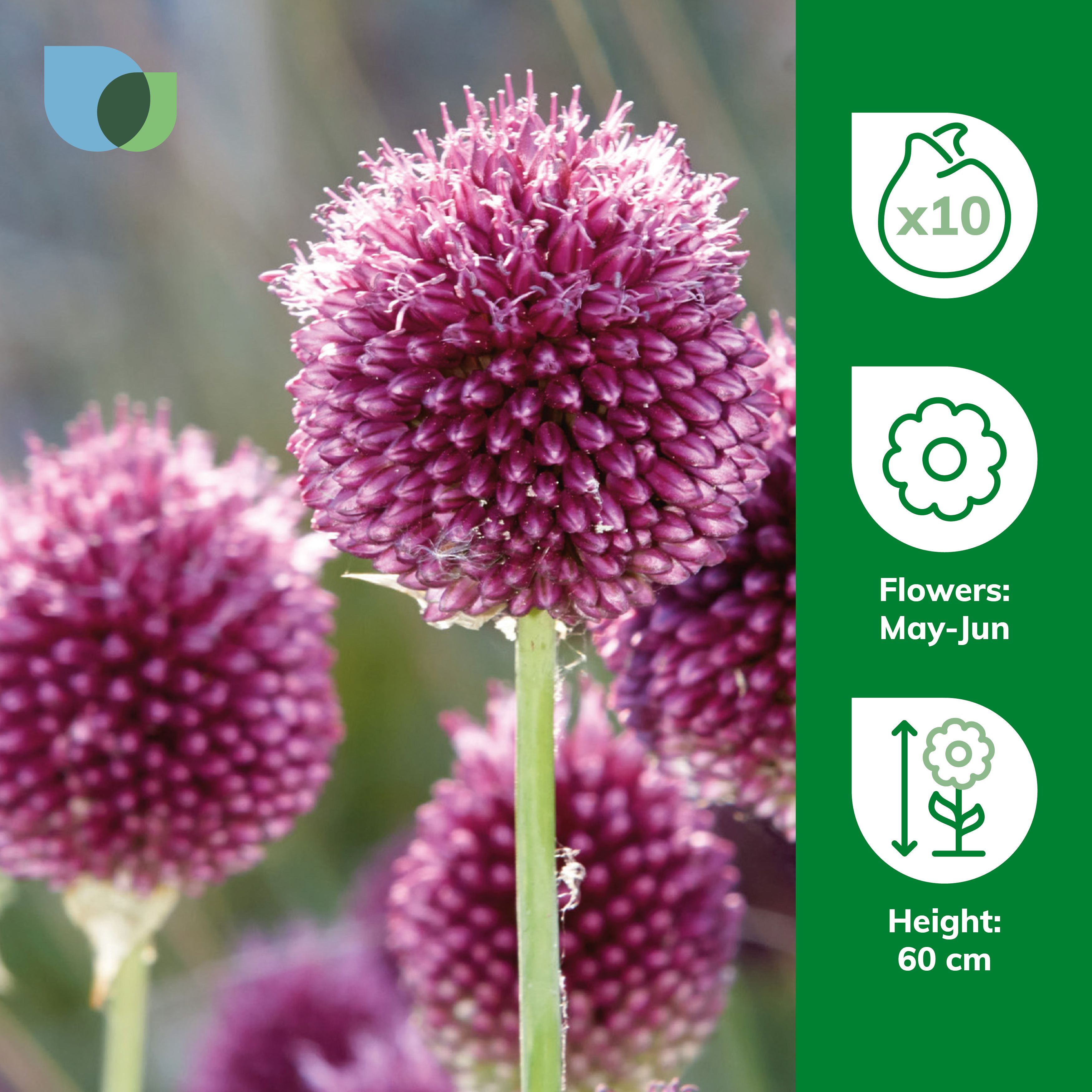 Allium Sphaerocephalon 10 Flower bulbs - 3