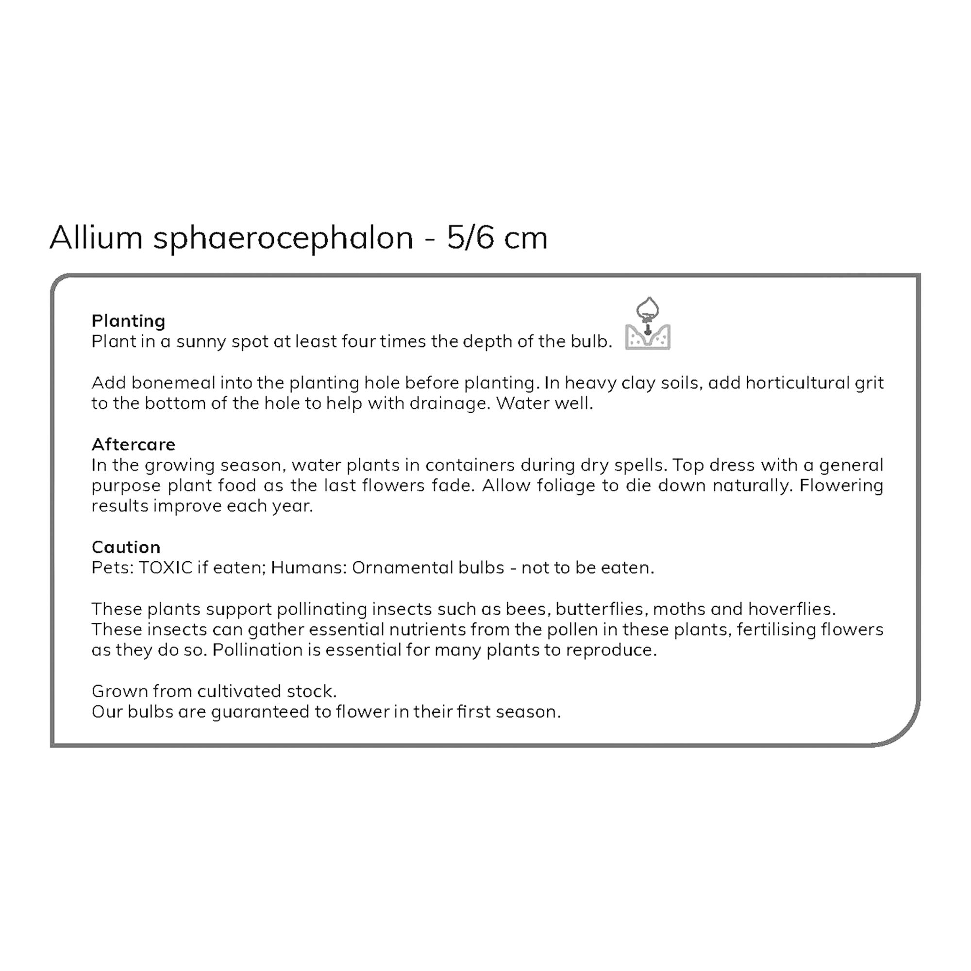 Allium Sphaerocephalon 10 Flower bulbs - 7