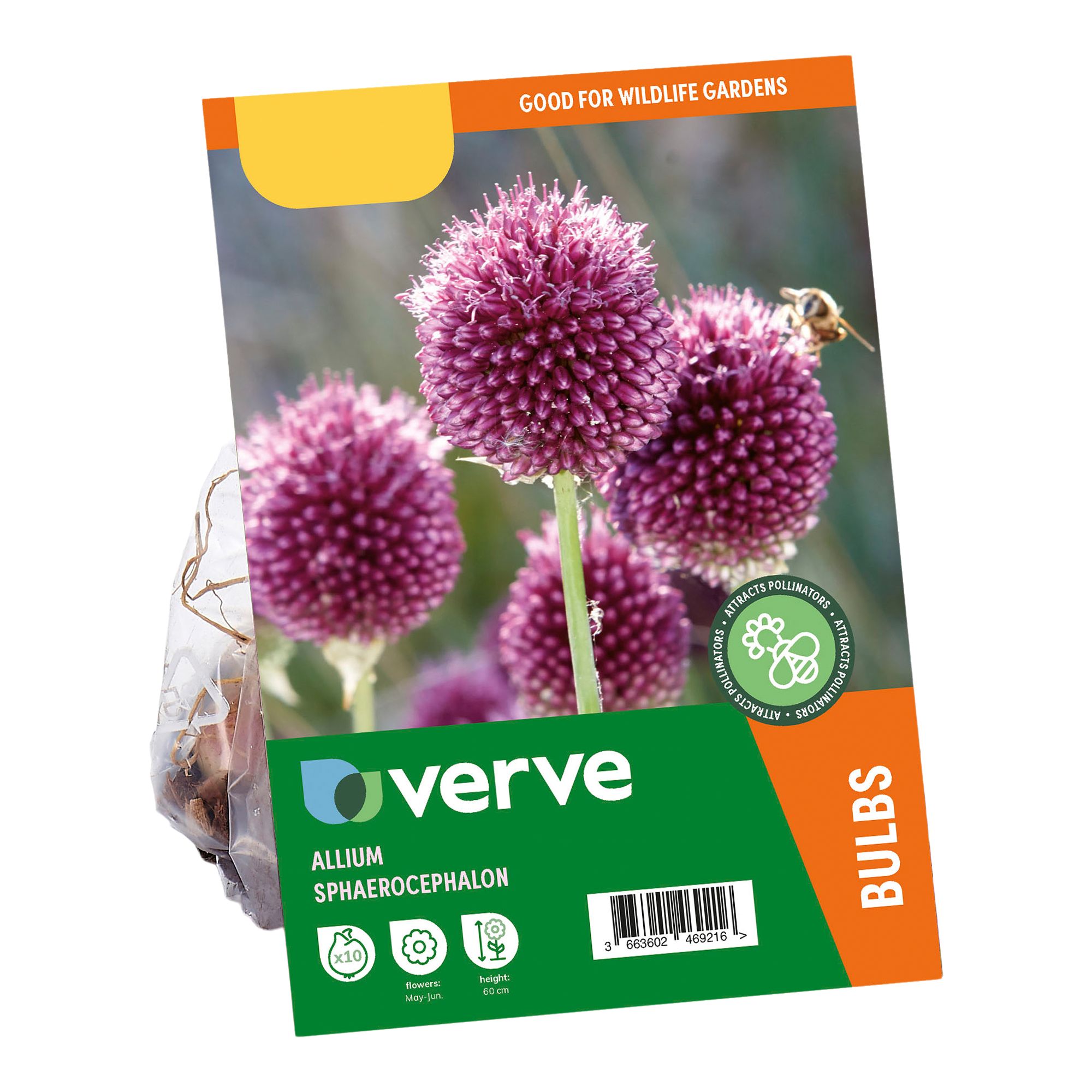 Allium Sphaerocephalon 10 Flower bulbs - 5
